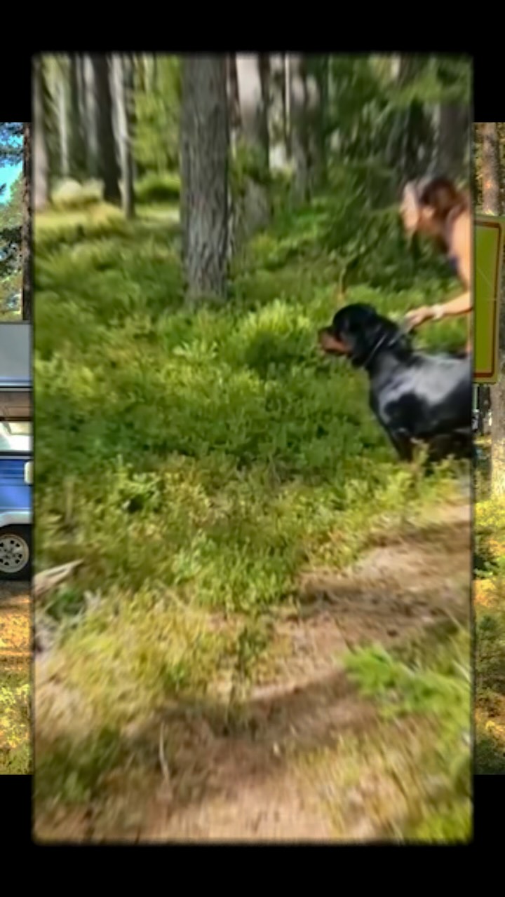 Ecco and I are back home after attending the annual Rottweiler camp in Föne – Fönebasen 🤩☀️🐾
Four intense days filled with joy, training, and connection. We packed in so much – from search and tracking, patrol search, and article search to rally obedience, a music quiz, and delicious food shared with amazing people.
Thank you to everyone who was there! So many inspiring people and wonderful dogs in one place – what an energy boost!
It was a shorter stay for us this year, but we’ll see you again – next year, if not sooner 🫶🏽
#dogtraining #rottweilerlife #dogcamp #workingdogsofinstagram #rottweilers_of_instagram #rottweiler