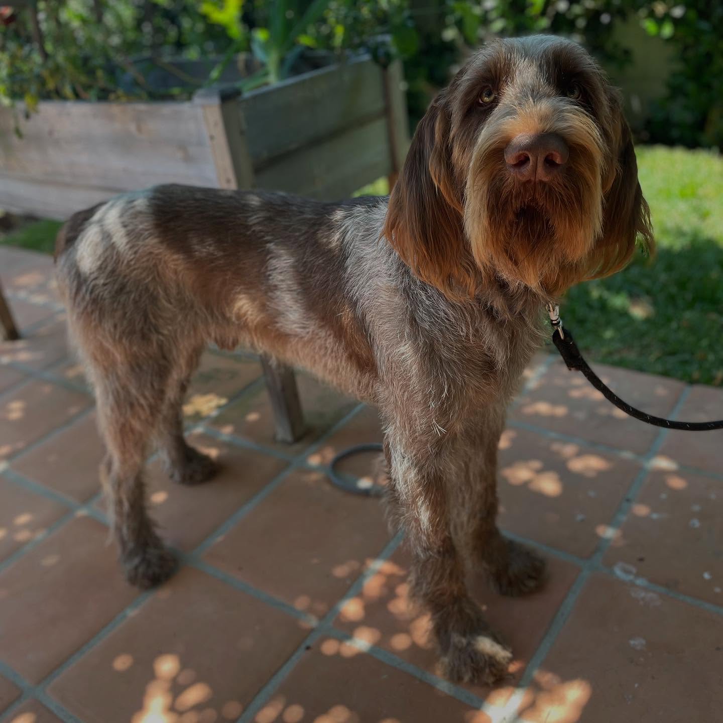 Some coats need more than just a clip — they need a craft. ✂️✨
Meet this handsome Spinone Italiano “Bruno”, freshly hand-stripped to keep that rugged, natural texture and healthy coat shine. Hand stripping isn’t just about looks — it helps maintain coat quality and skin health for wire-coated breeds like this one.
💪 We specialize in breed-specific grooming and offer hand stripping as part of our personalized grooming services.
Let your pup’s coat do what it was meant to do — the right way. 🐾
📌 book your service today! Link 🔗 in bio
#HandStripping #DogGrooming #WireCoatCare #SpinoneItaliano #GroomingTransformation
#ProfessionalDogGrooming #DogSpaDay #StrippedNotClipped #SpinoneLove #WireCoatedDog
#LongBeachDogGroomer #MobileGroomingLongBeach #LongBeachDogs #SoCalDogGrooming
#LuxuryDogCare #HealthyCoatHappyDog #PetParentsOfInstagram #GroomersOfInstagram #PamperedPups #MauiHi #Hi #Hawaii #LuckyWeLiveHi #Maui #MauiHawaii