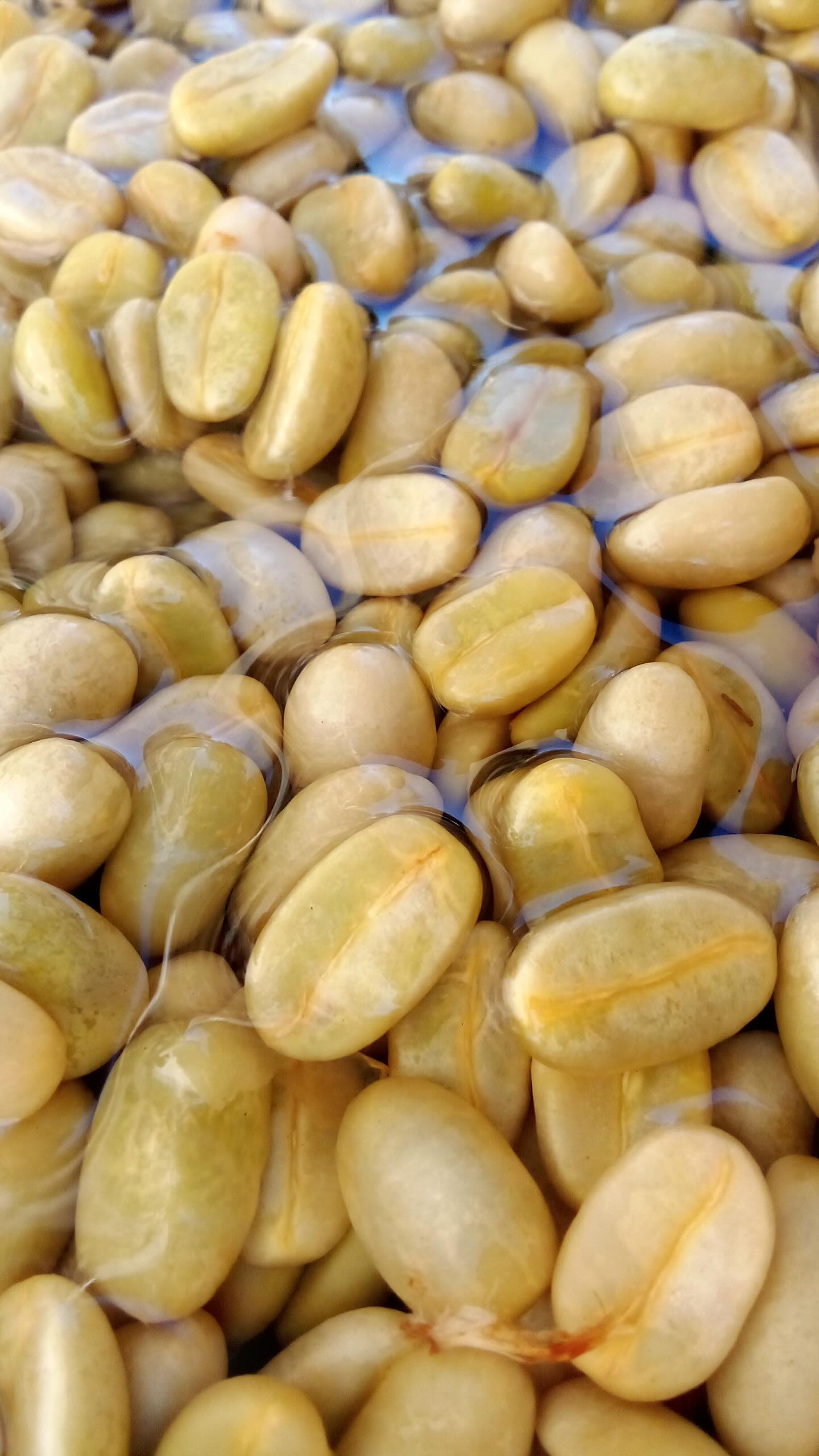 ⏮️ World of Coffee Geneva Recap 📢
🥄 We’re so happy we got to cup with you at #worldofcoffeegeneva! Contact us to carry our 2025 harvest. We’re a farming group that ships all over the world and we take care of all imports and exports ourselves.
🔗 Click the link in our bio
Thank you to @espressopool for the @mahlkonig EK-43! Check them out if you have any coffee grinder or machine needs for your roastery in Europe 🙌
#greencoffee #specialtycoffee #nicaragua #naturalprocess #honeyprocess #thirdwavecoffee #anaerobiccoffee #pacamara #woc2025 #directtrade #directtradecoffee #woc #coffeeprocessing #sustainablecoffee #biodynamiccoffee #coffeeroaster #coffeesorting #coffeeroasting #coffeefarm #sampleroasting #goldmtncoffee #besocialbegold #coffeefermentation #carbonicmacerationcoffee #nicaraguancoffee #wocgeneva2025 #geneva #yellowpacamara #yeastcoffee
@slow.mov @2.am.coffee @boutiqueducafe @beaninprogress @dr.coffist @herznycoffee @followthelime @teggla @iriscafe_schleithal @chrisppfeiffer @saintroastery