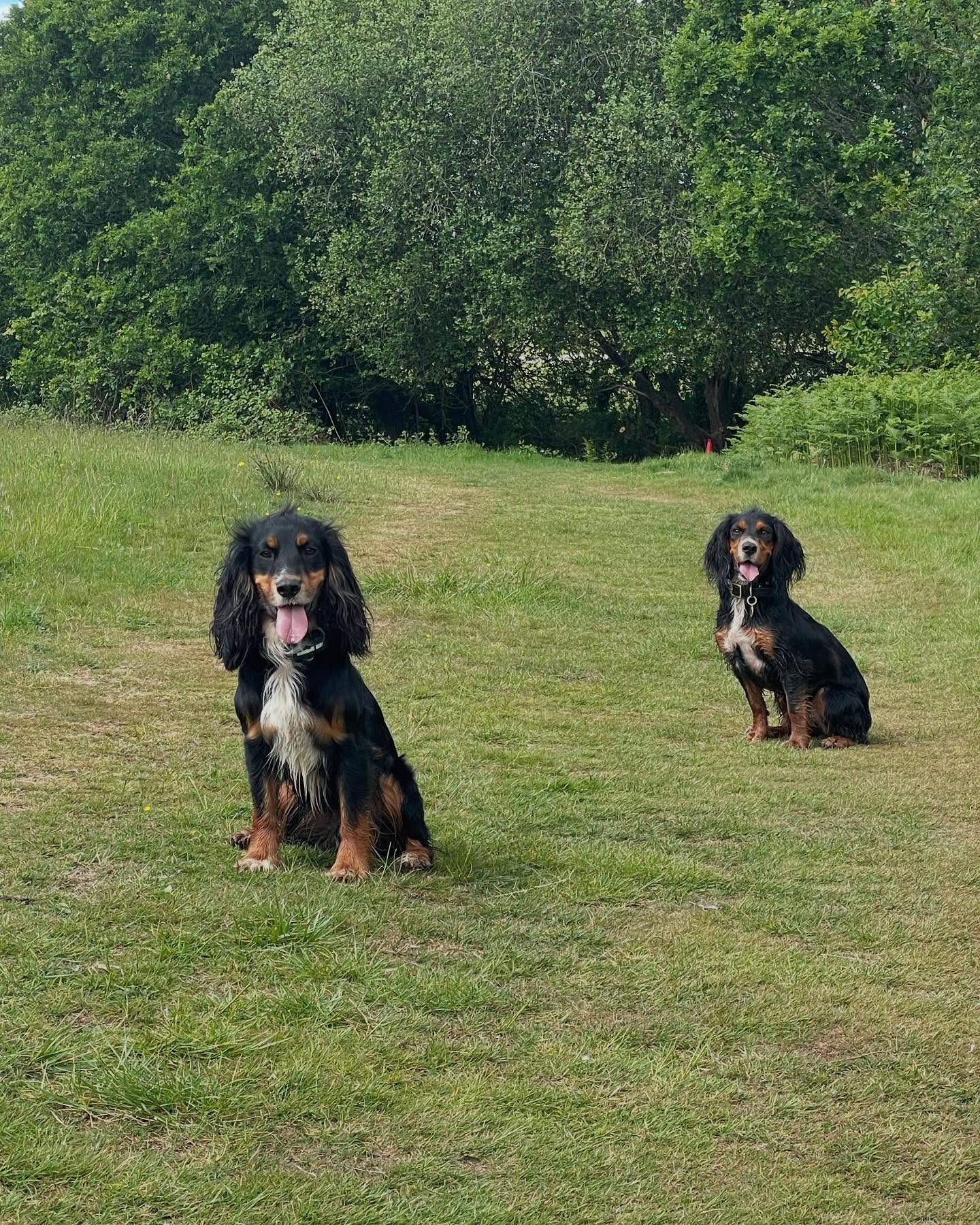 Two-at-a-time steadiness training is masses of fun and VERY powerful. Read my latest blog to find out why (and how to start): https://www.phoebeandfriends.net/post/two-at-a-time-steadiness