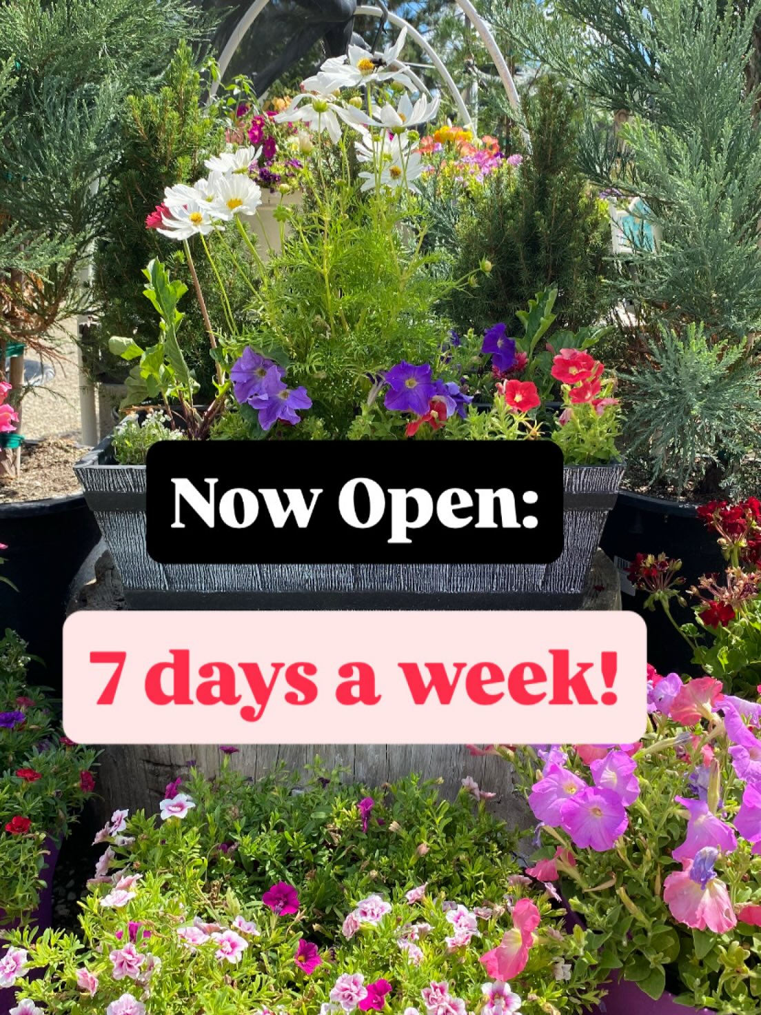 Great news!!! Blairsden Garden Center is now open 7 days a week! 🌸 garden supplies available no matter what day.
Our hours are as follows:
🌻THURSDAY - MONDAY // 9am-4pm
🪻TUESDAY & WEDNESDAY // 9am-12:30