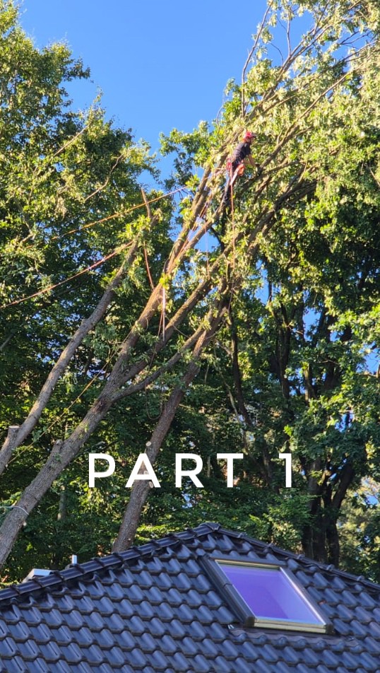 Part 1:
Two big oak trees leaning over each other, caught up in a third one near the house. Both trees have been damaged by the storm and would probably, with the next wind, come down by themselves.
Follow us to see how we safely removed them. 🌳⚠️
#treework #stormdamage #arboristlife #oaktree #treeremoval #beforeandafter #safetyfirst #notch #roperunner #climb #baumpflege