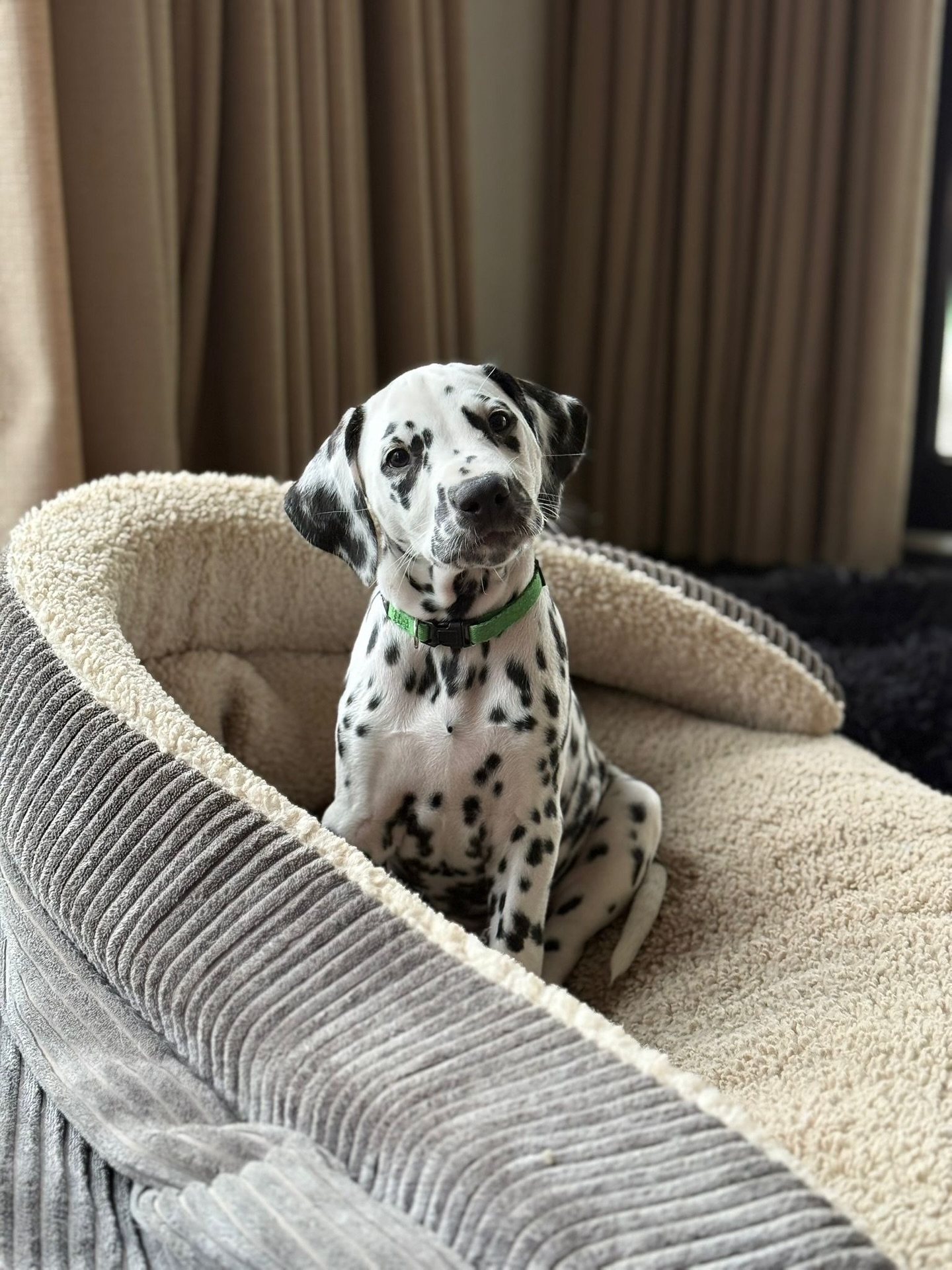 Ik denk dat Asta weet dat ze mag blijven😁 Wat een lekker eigenwijs koppie😂