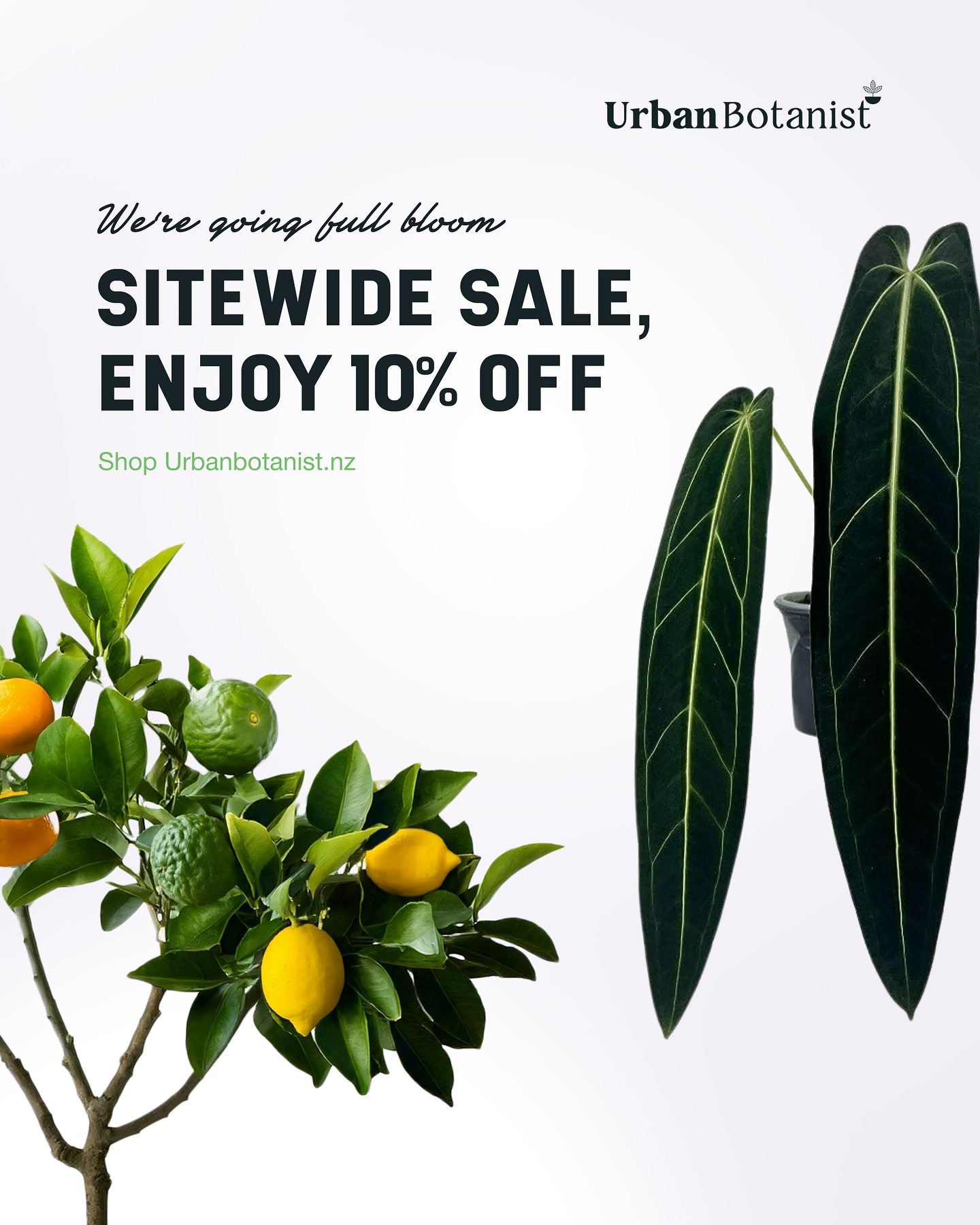 We’re clearing out the greenhouse to make room for fresh, eye-catching arrivals! 👀
Take 10% off everything sitewide. From lush houseplants to your favorite fruit salad trees.
Snag your pick before it’s gone, and stay tuned… exciting new varieties are around the corner!
Shop Now & Save 10%. Use the code URBAN10