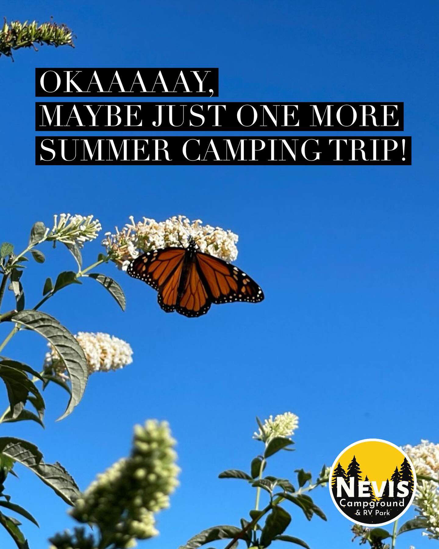 🦋Twist my arm!😉
www.neviscampground.com