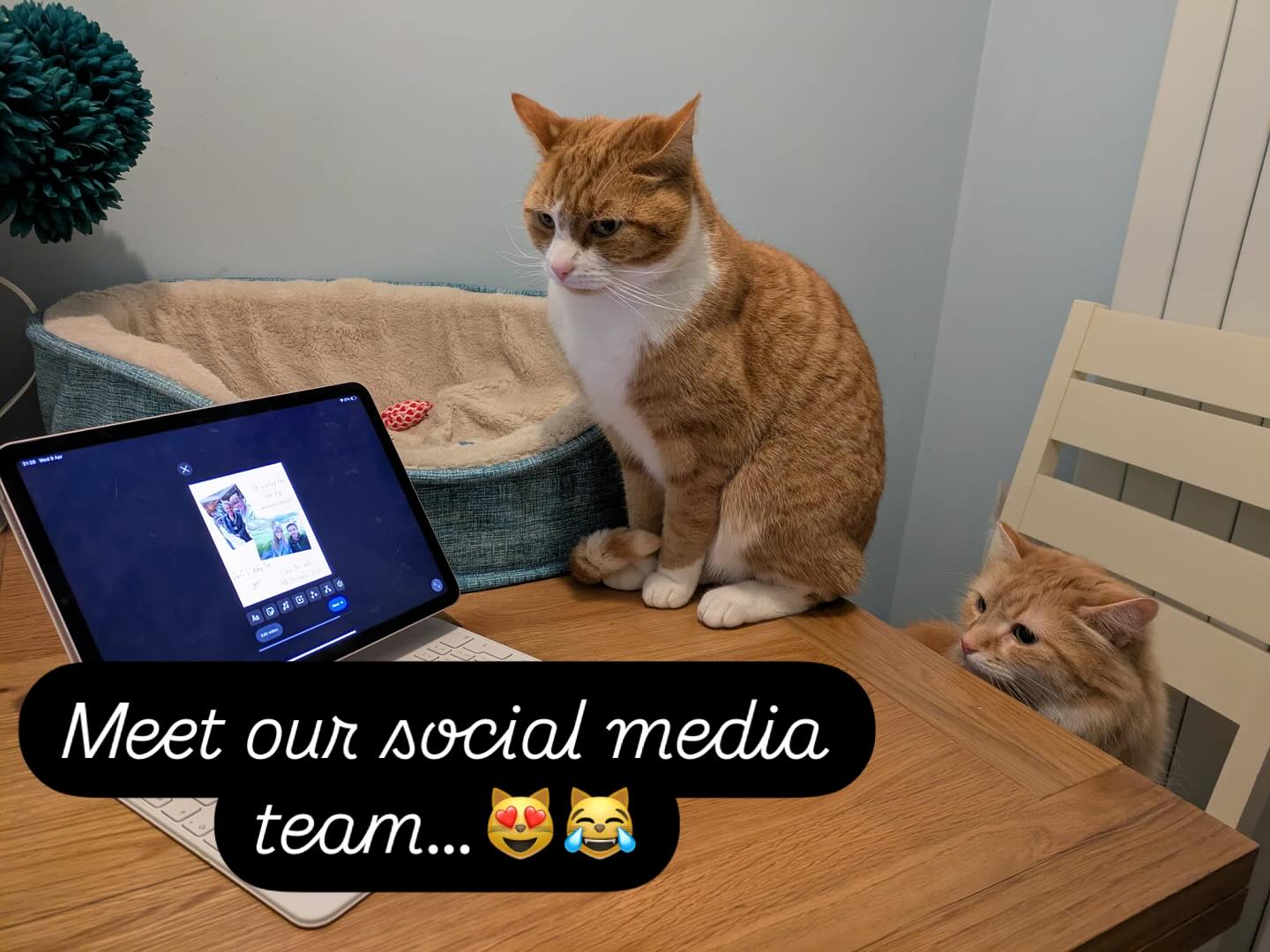 If you’ve ever wondered what behind the scenes work goes into our social media posts- well….it looks a bit like this 😹😹😻😻 These guys are in charge of ensuring all posts are double checked, feline friendly and good to go. They do go through a lot of dreamies though….