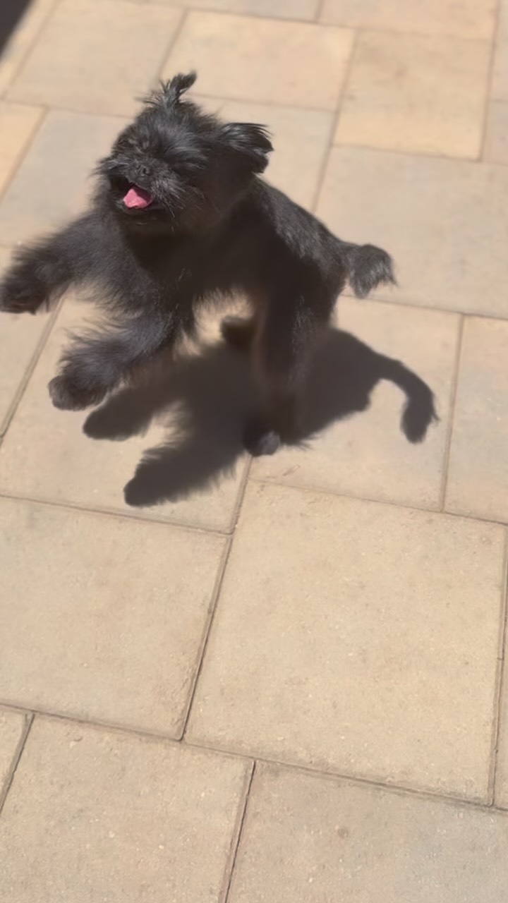 Parker is spinning with excitement for this Friday! Who else is excited it’s the WEEKEND! ☀️
#affenpinscher #akc #doggroomerlife #affensofinstagram #happydog #bathday #fearfree #handstripping