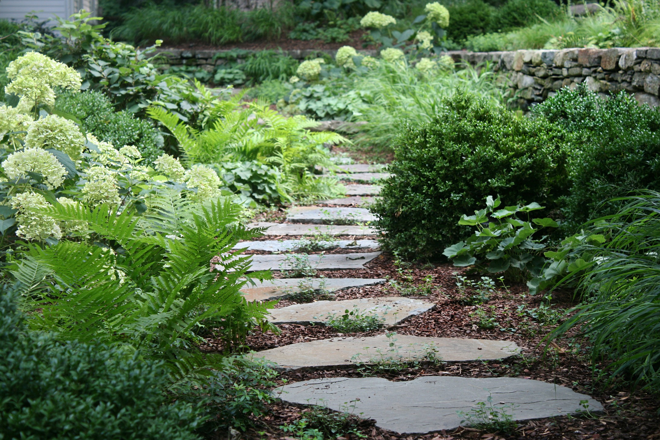 A new fieldstone path meanders through swaths of Gallium odoratum, Hydrangea arborescens, Matteuccia, Alchemilla mollis, Acanthus 'Morning's Candle,' Hakonechloa, and Buxus 'Green Velvet'
.
.
.
.
.
#triplettdesignstudio #landscape #landscapedesign #landscapearchitecture #landscapelovers #residential #residentialgarden #residentialdesign #newengland #design #senseofplace #coastallandscapedesign #newenglandgardens #hardscape #fieldstone #steppingstones #garden #gardens #gardeninspo #gardeninspiration #gardendesign #gardensofinstagram #landscapedetails #perennial #perennialgarden #ecology #sustainability #gardensofCT #ctlandscapedesign #ctlandscapearchitecture