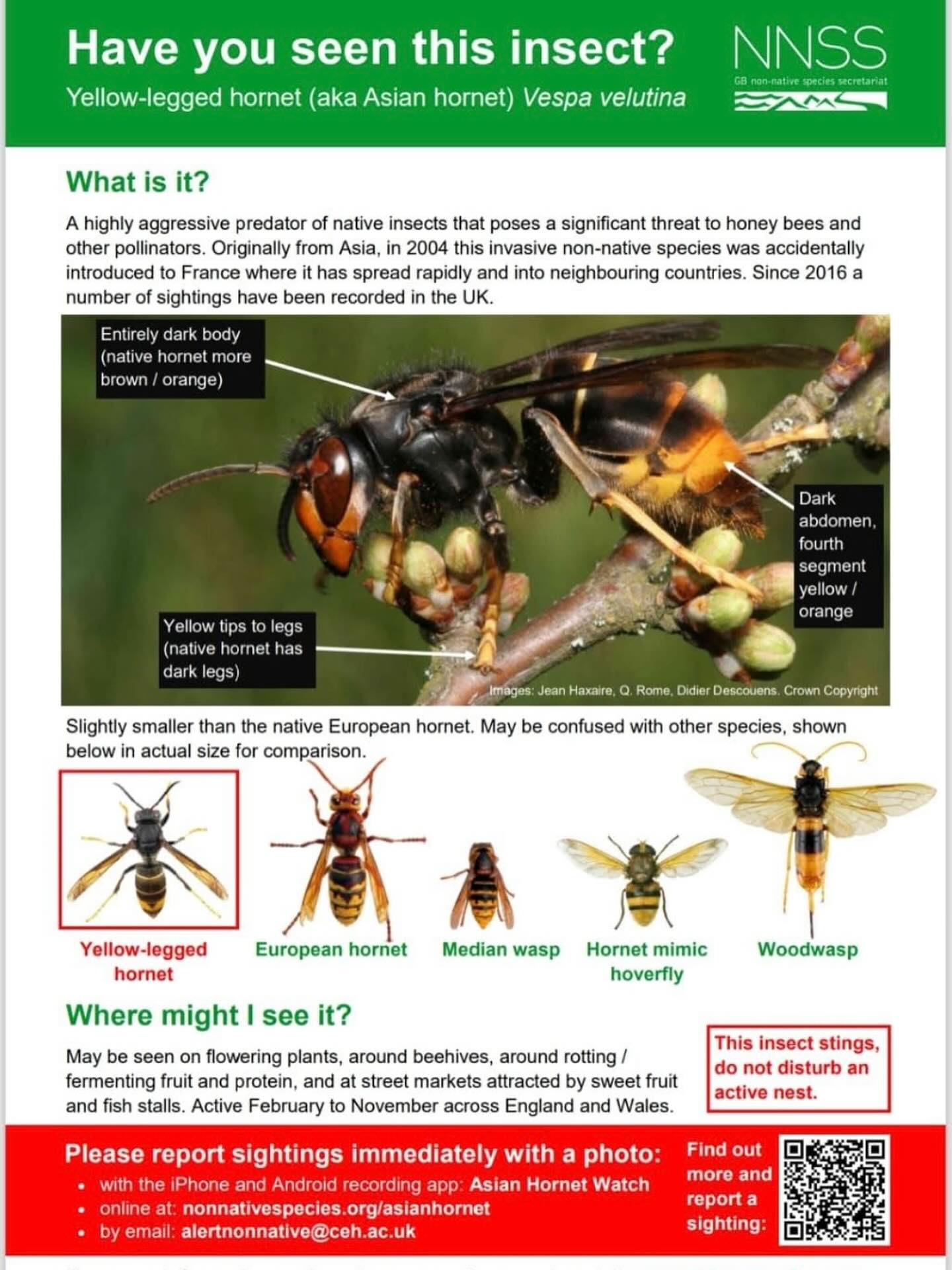 Noticing a lot of wasps already this summer?
Also the number of Asian hornets is on the rise.
Worryingly 2 nests were found in Verwood 10 days ago, which is less than 5 miles away from us. The nests were destroyed and sent away for analysis.
Please take a look at the pictures and make sure you notice the differences. If you think you’ve spotted an Asian hornet, DO NOT kill it yourself. It needs to be properly reported using the QR code. Somebody will be sent out to confirm the sighting and try to trace it back to the nest.
1 Asian hornet can kill 50 honey bees in 1 day, so we all need to be vigilant 🐝🐝🐝