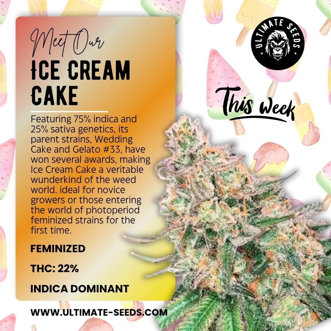 This week highlight: Ultimate Seeds' "Ice Cream Cake"! 🍦🍦🍦💚🔥🔥