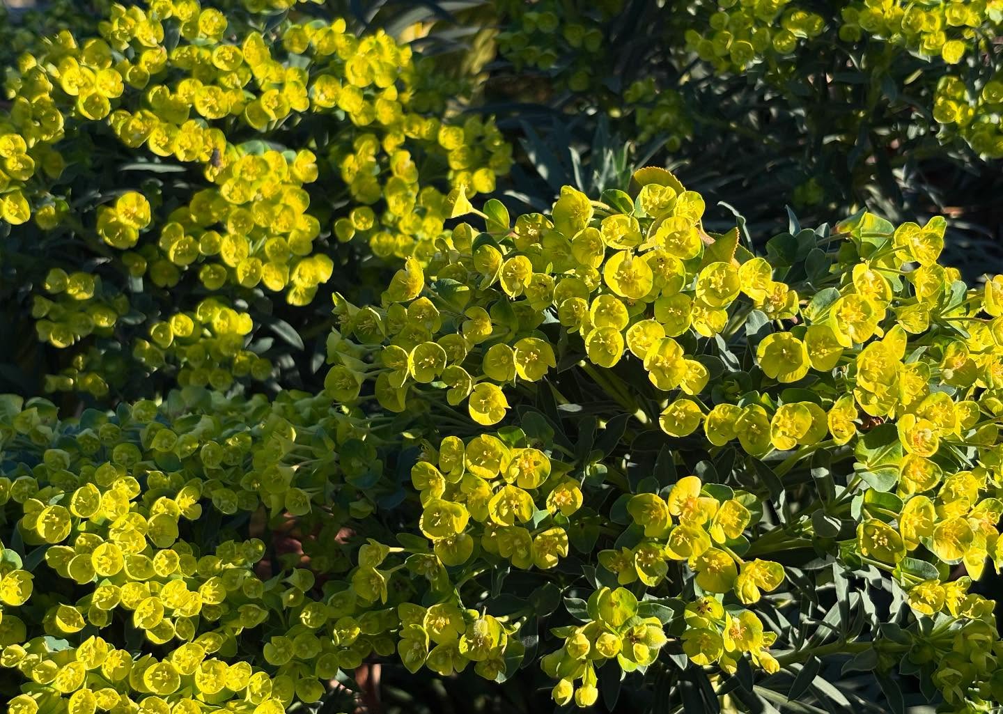 Showy bright Euphorbia (Spurge) flowers, signalling spring is not far away. Blue grey foliage. Thrives in the heat, poor soil and is drought tolerant. Avoid sap. Same family as the Poinsettia, a popular Christmas houseplant