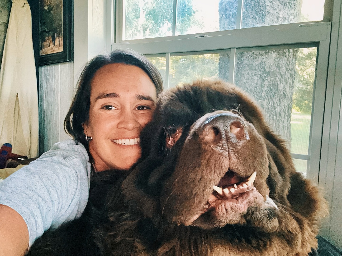 The brown bear I never knew my heart needed ♥️
#sventhenewf #dog #newfoundland