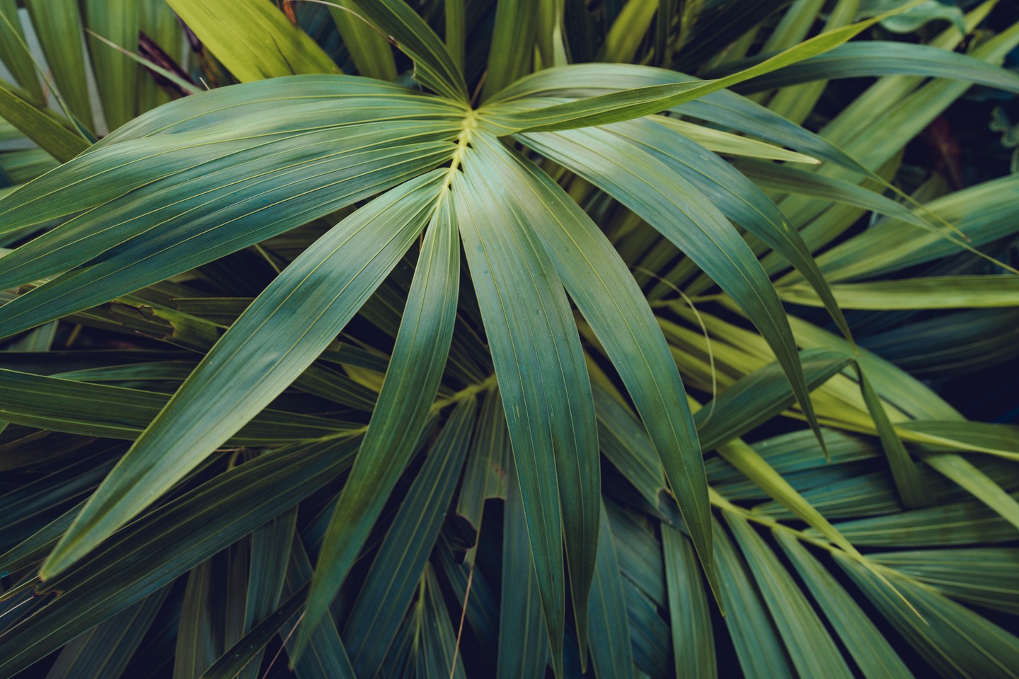 Taking a moment to appreciate a perfect palm...
#residentiallandscapephotographer
#gardenphotographer #shirephotographer