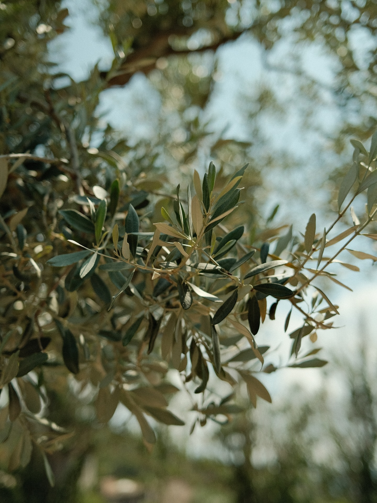 Getting married surrounded by olive trees 🤍
#mallorcawedding #destinationwedding #destinationweddingmallorca #weddingphotographer #weddingphotographermallorca #exclusivewedding #mallorcahochzeit #melinawaliczekfotografie