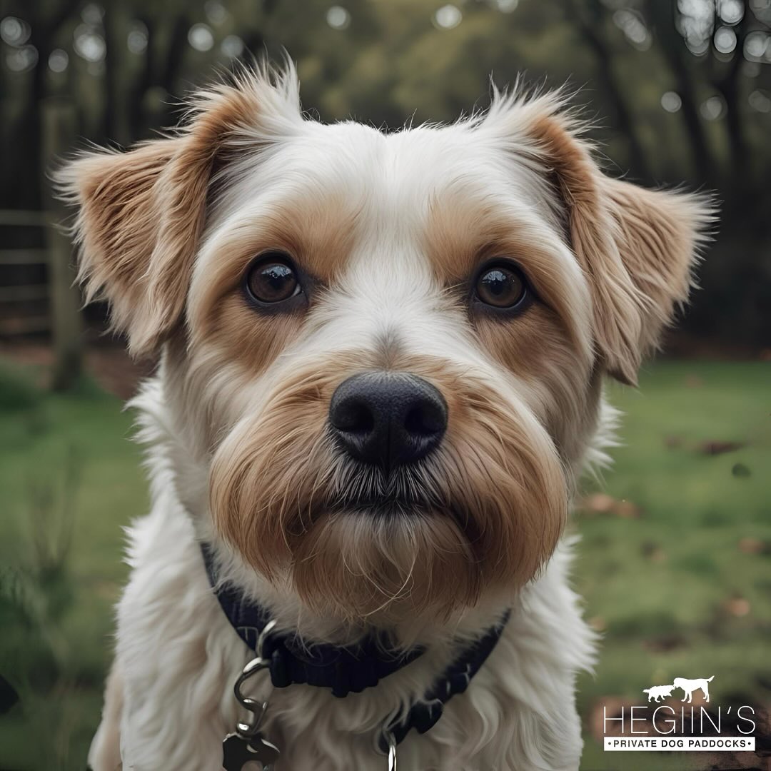 When you take your off-lead time VERY seriously. 😐
Our private paddocks are completely safe for off-lead roaming, so your pup is able to patrol the perimeter like a true professional. 🎖️
#SeriousAboutSniffing #DogBusiness #OffLeadBoss #PaddockPatrol #Dog #DogWalking #DogPark