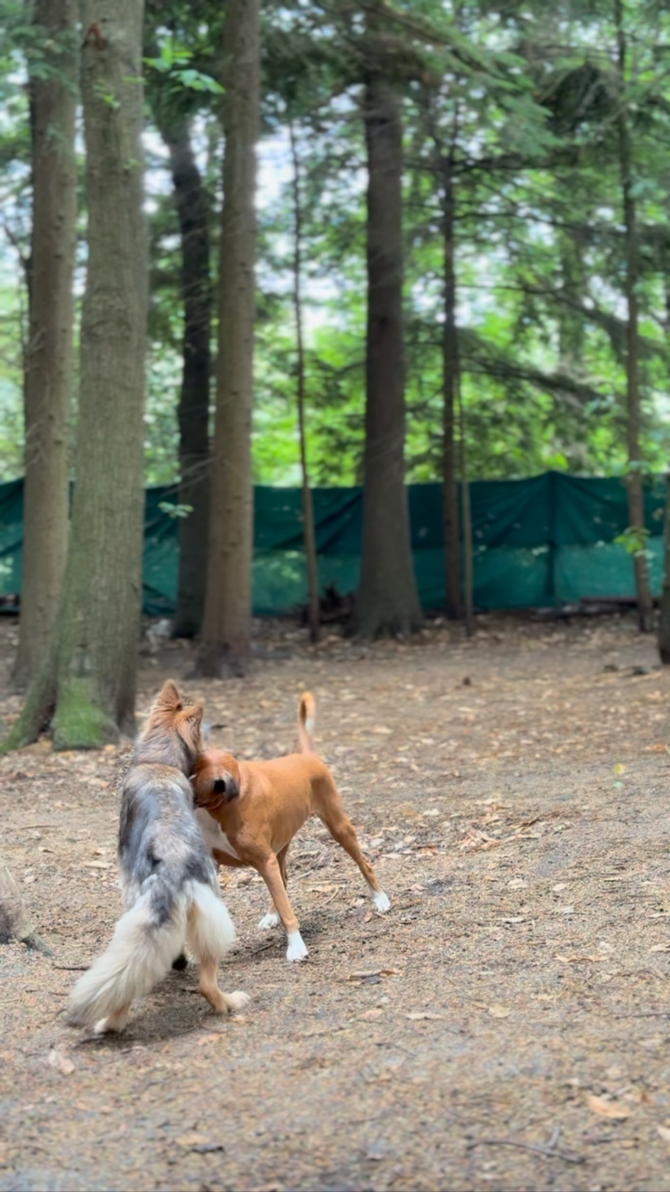 “In the whole history of the world there is but one thing that money can not buy... to wit - the wag of a dog’s tail.”🐶🤎🪵