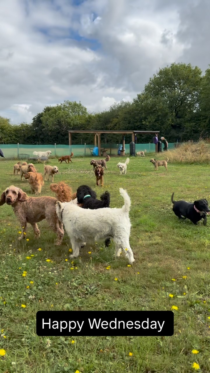 A little snippet of our Wednesday. #doggydaycare #cutedogs #noedits #itsadogslife #dogsofinstagram #dogdaycare