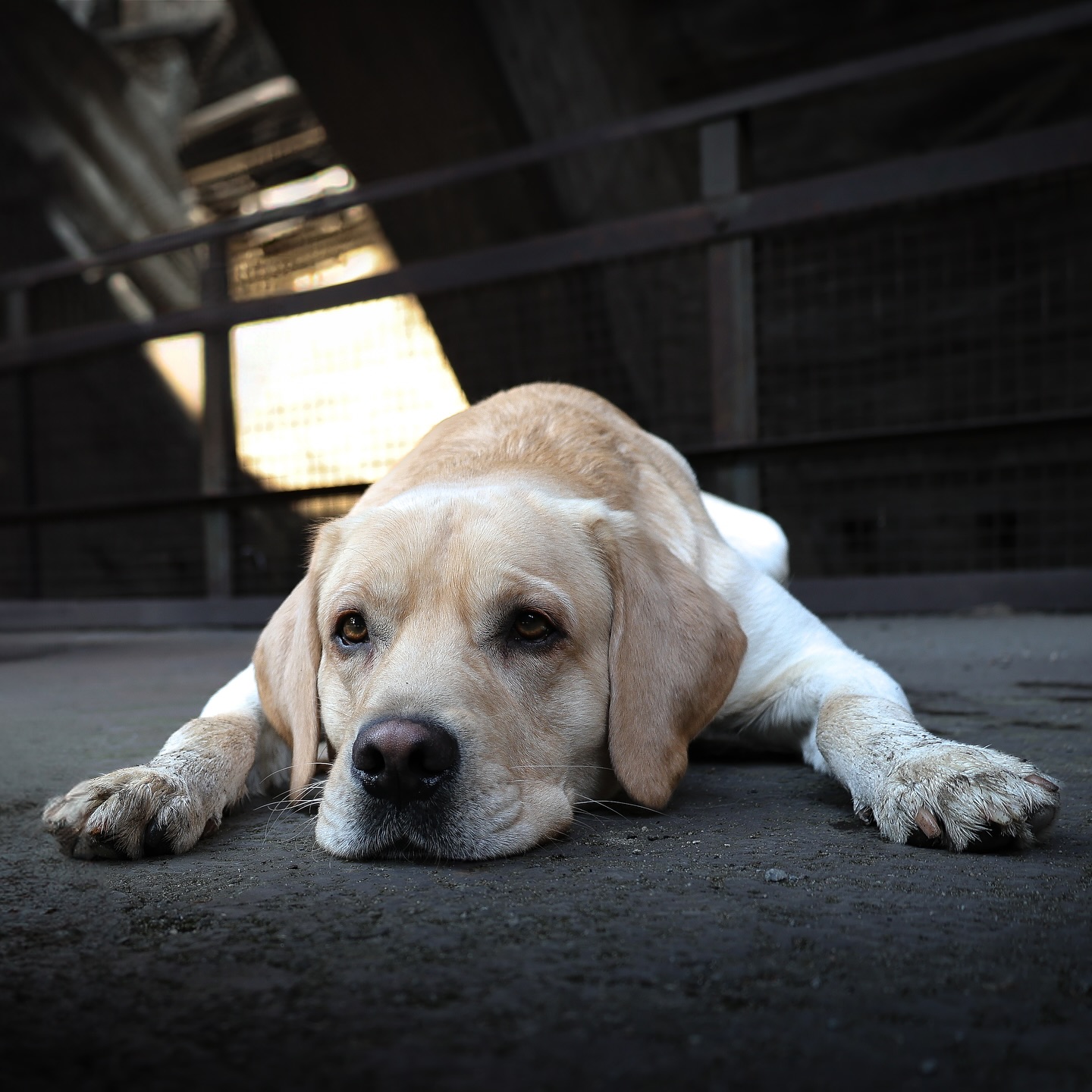Hibbelhunde
->für mehr Gelassenheit und Ausgeglichenheit im Alltag
•
Ruhig und entspannt durchs Leben zu gehen fällt vielen Hunden gar nicht so leicht.
Die Ursachen dafür können tatsächlich sehr vielfältig sein.
Um langfristig erreichen zu können, dass ein Hund draußen und auch durchaus in aufregenderen Situationen ruhiger, besonnener und entspannter reagiert, muss man zunächst auf genaue Ursachenforschung gehen.
Die einen Hunde kommen aus dem Ausland und sind die vielen Umweltreize einer Großstadt gar nicht gewöhnt, andere Hunde sind vielleicht im Tierheim groß geworden und durften nicht viel kennenlernen, während wieder andere vielleicht gut aufgewachsen sind aber genetisch bedingt nicht gut aufgestellt sind oder durch Erwartungshaltungen und Lernerfahrungen einfach ein dünnes Nervenkostüm haben.
•
Auch das Verhalten der Hunde kann ganz unterschiedlich aussehen.
Manche Hunde neigen bei Überforderung zu Übersprungshandlungen, wie zum Beispiel dem jagen der eigenen Rute. Viele Hunde fangen aber auch an zu bellen, weil sie so frustig werden, dass sie sich ein Ventil suchen um diesen Frust abzubauen. Andere verlieren sich in der Umwelt, ziehen stark an der Leine, sind kaum ansprechbar, schauen wild umher oder schnüffeln exzessiv.
Ja und dann gibt es noch die, die laut schreien, in die Leine beißen, sich drehen und wenden und so richtig, richtig sauer auf ihren Menschen werden.
Anspringen, anbellen, in Hände, Arme, Füße oder Beine beißen- klingt übel, ist für viele Hundemenschen aber Alltag.
•
Wir sagen genau diesen Problemen in unserem neuen Intensivkurs speziell für Hibbelhunde & Frustis den Kampf an.
Wir beleuchten eure Situation und zeigen euch in 6 Wochen, wie ihr euren Alltag künftig so gestalten könnt, dass ihr Stück für Stück in Richtung mehr Gelassenheit kommt.
Miteinander statt gegeneinander 🫶🏼
•
Start: am Mittwoch, den 27.08.2025 um 19 Uhr
Dauer: 6 Wochen- immer mittwochs um 19 Uhr
Trainingsort: wechselnde Orte in Essen- wir trainieren alltagsnah und genau dort, wo die Probleme bestehen
•
Sprecht uns bei Interesse oder Fragen sehr gerne an!