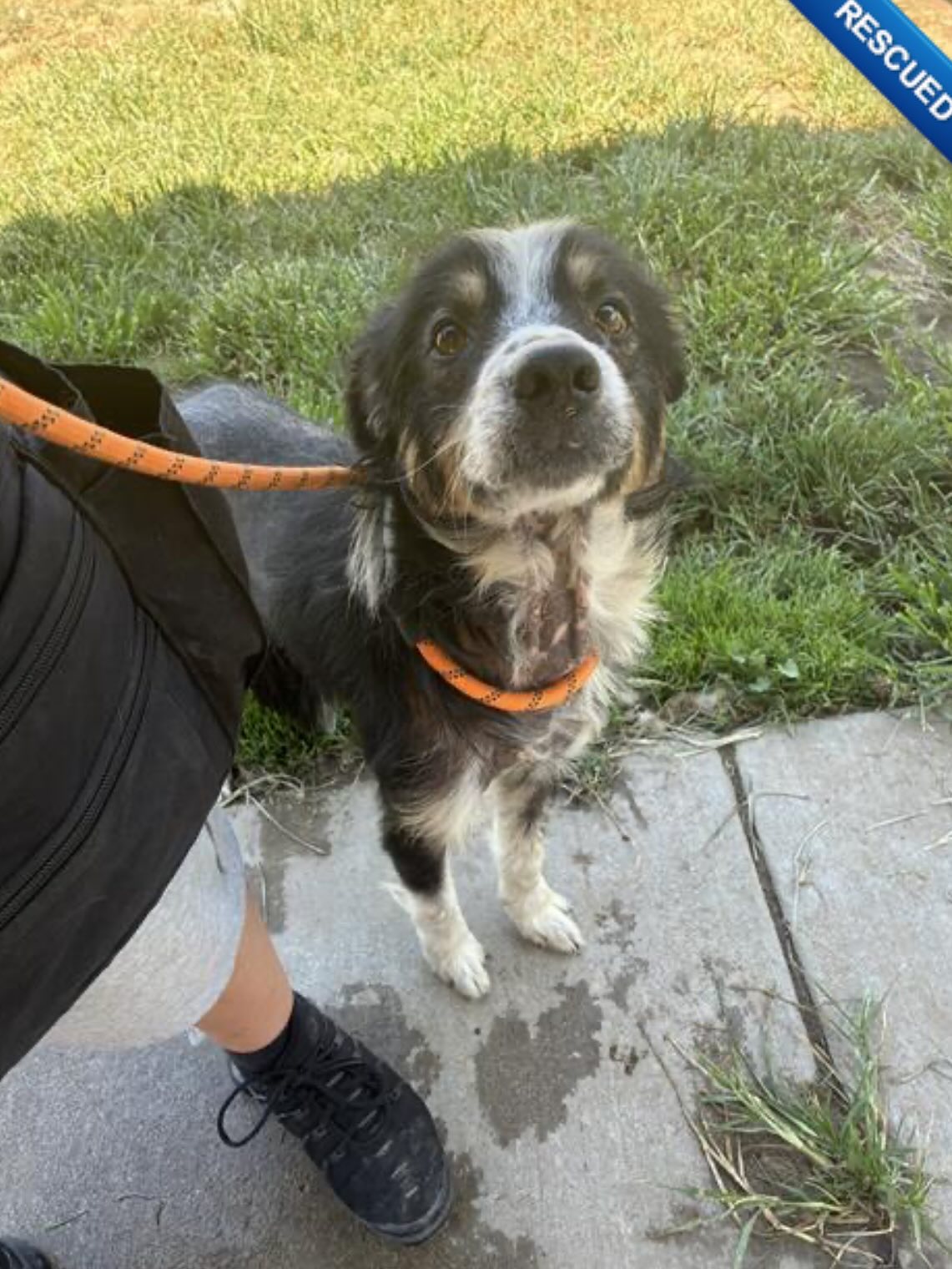 🔵Medical Monday🔵
We welcomed Gage to the PNW on Wednesday. It was clear to see this boy has been living rough for a while now. Missing most of his fur on his body, except his sweet face. His skin red and thickening “elephant skin” His ears smelled yeasty and were dirty. And he was so,so thin.
After a few days of treating his ears and skin, feeding him regular healthy meals and him looking and feeling a little better, we took a look in his mouth….
I have never in all my rescues seen anything like it. All of his front teeth sheered down to the pulp. 😭Canines as well. It must be so painful…What life was he leading? Was he trying to break out of somewhere? Trying to eat something inedible? these are the moments I wish the rescues could tell their stories.
And as dogs constantly show me, he is resilient. Playing with the puppies, happy to give hugs and love to the people, all while he must be incredibly uncomfortable.
We have consulted with a vet and plan to have his teeth addressed, likely all removed, once his skin and weight are stable. We want the best chance for an easy recovery for him. He has had enough of struggle. ♥️
Thank you for your support for all our rescues and especially for Gage over the next month or so of his recovery.
#dogs #sheltersurvivor #supportrescue #australianshepard #rescueunleashed
