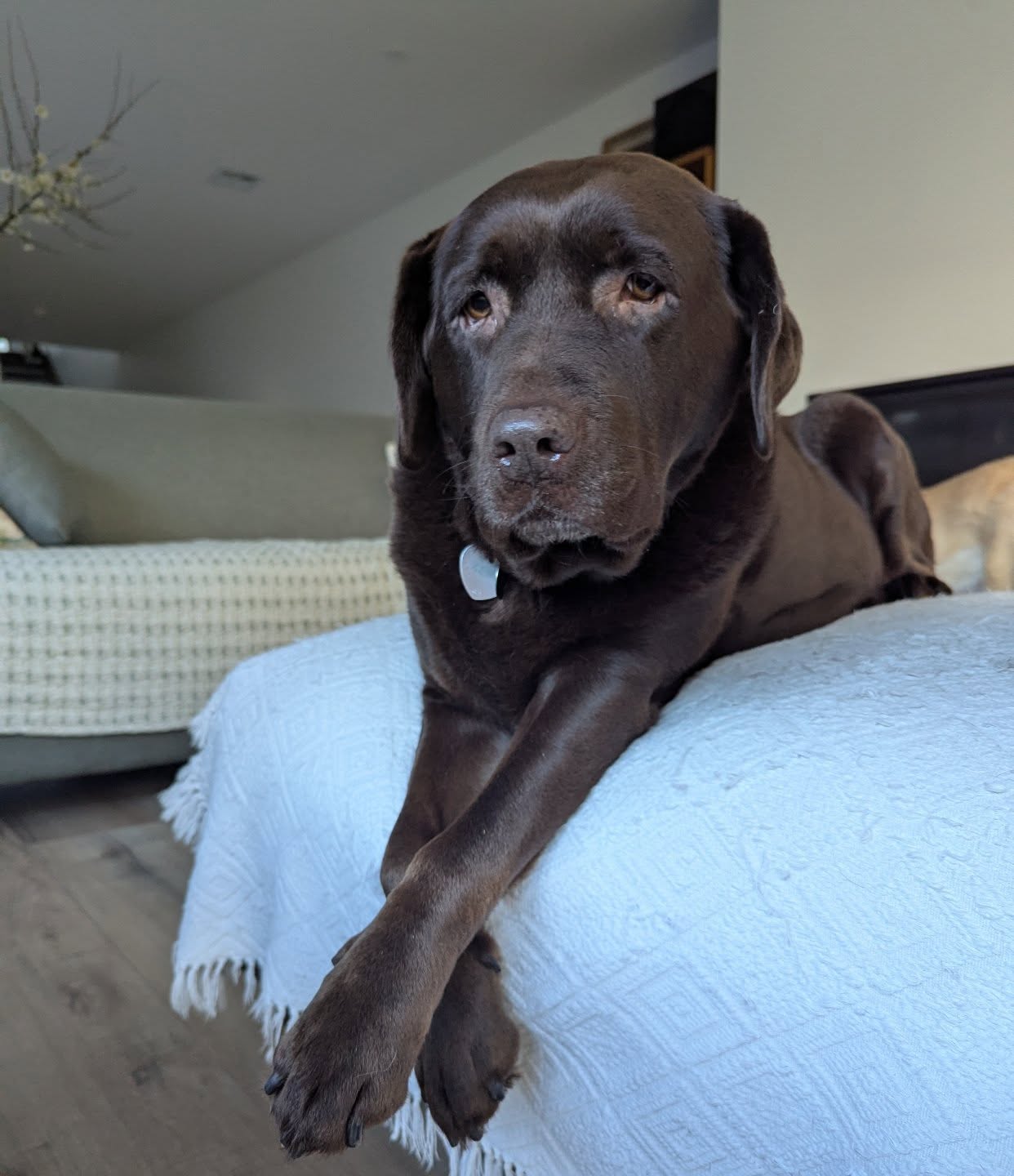 Lady Xena after her nail trim at home ๐