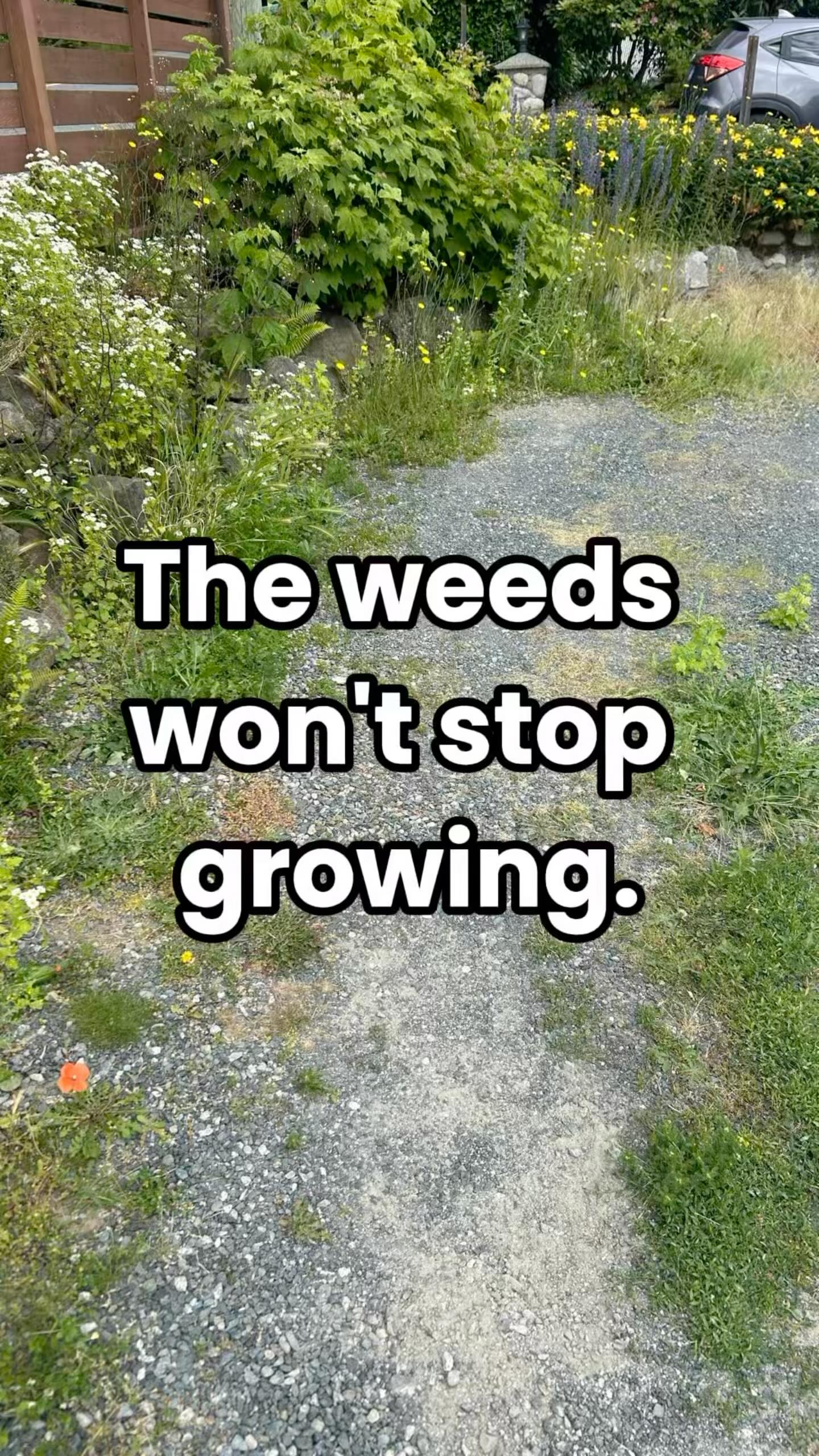 The following is our method for "glyphosate-free" weed control in gravel areas:
1. Manual removal of large weeds
2. Follow-up with a propane weed torch or industrial strength vinegar spray (acetic acid) for small weeds as they emerge