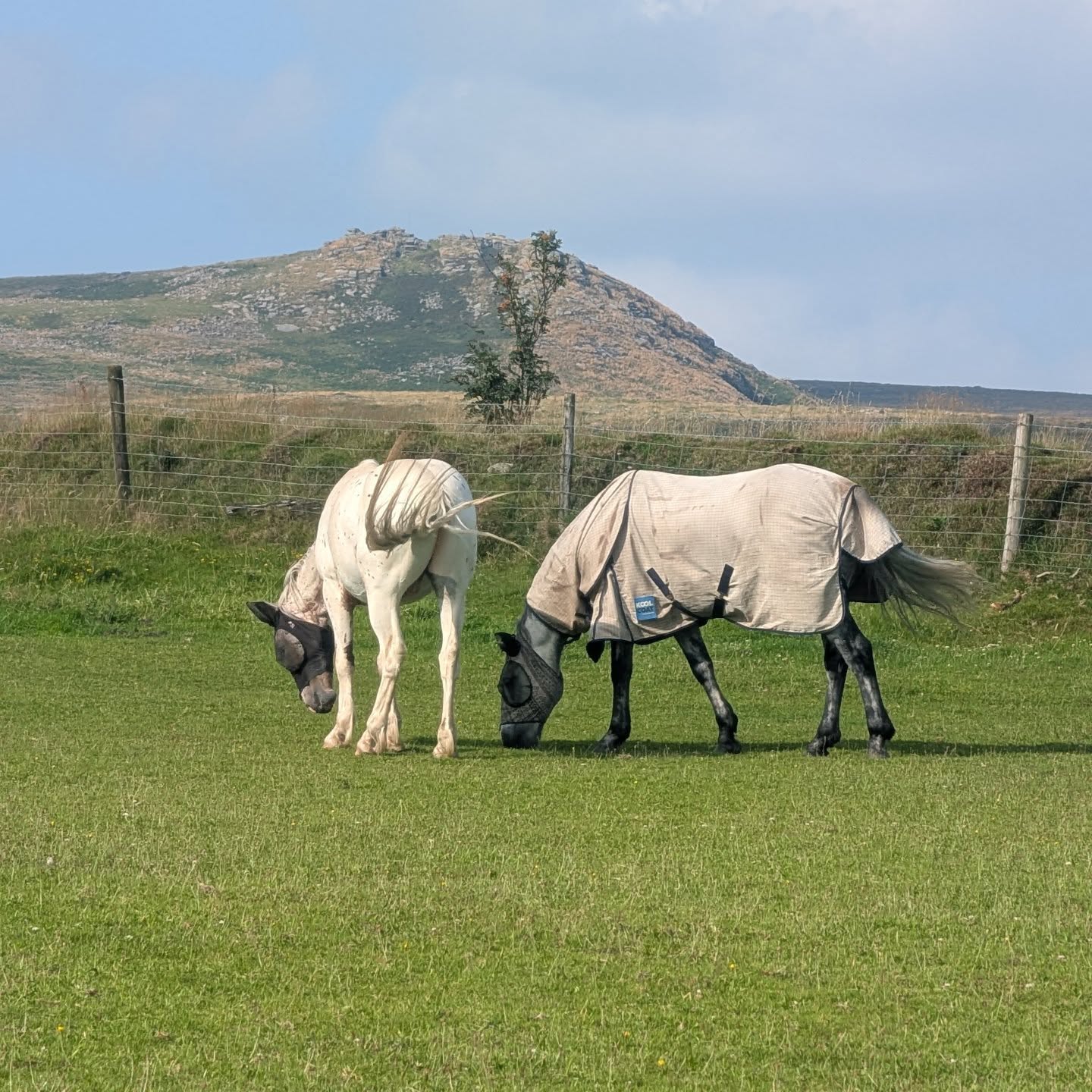 Do views get much better than this 😍
.
.
.
#lowerwillsworthy #dartmoorholidays #dartmoornationalpark #dartmoorholidaycottage #landscapephotography #holidaycottagesuk #holidaycottagedartmoor #countryretreat #escapetothecottage #escapetothecountry #views #instagood #love