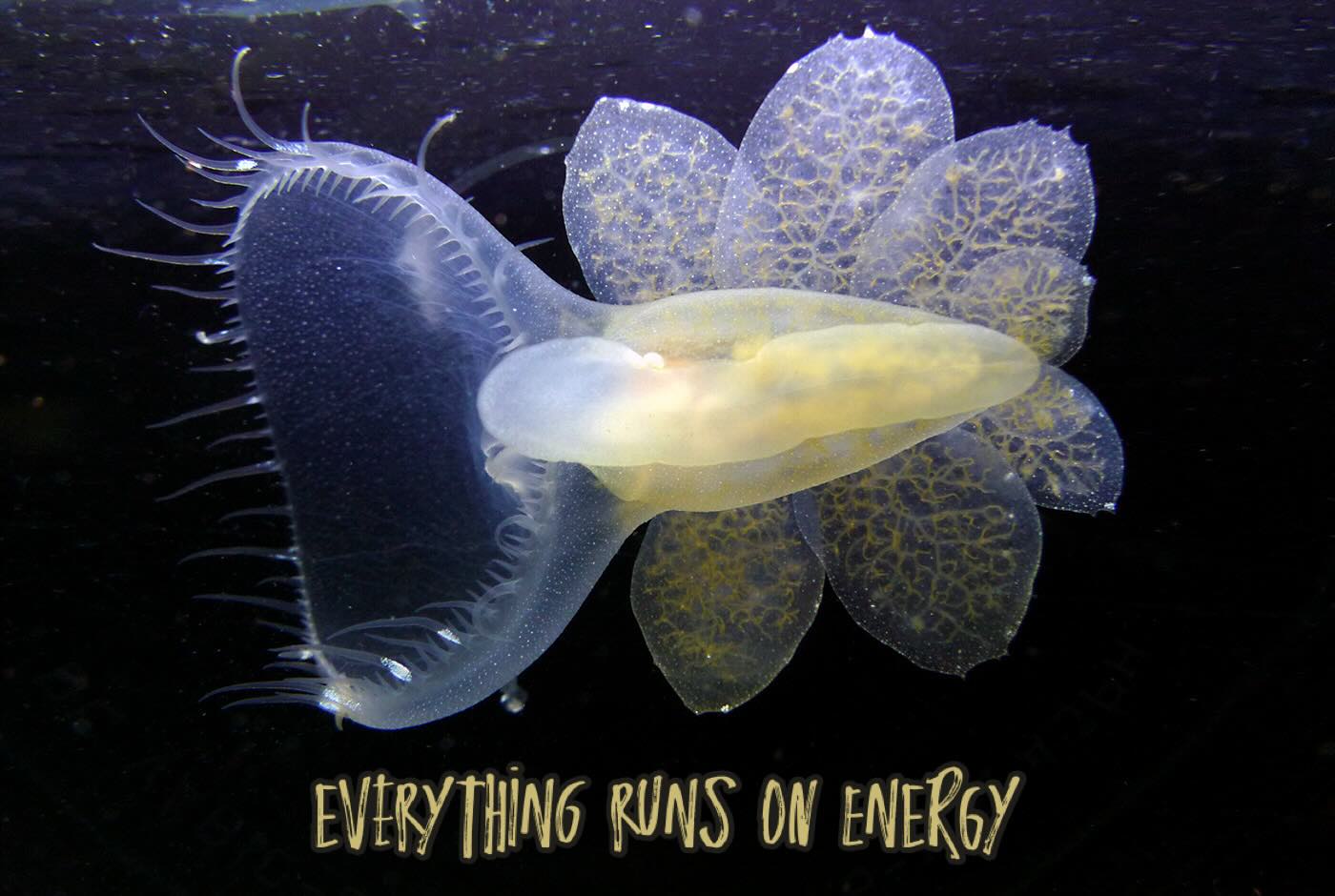 What have you been eating to stay ENERGIZED this summer?
Energy is essential for all living organisms to function. Unlike organic matter, energy transfers and does not cycle. The featured HOODED NUDIBRANCH (Melibe leonine) is a carnivorous marine creature that feeds on planktonic fish, molluscs, copepods and zooplankton. They capture their prey by attaching themselves to underwater plants and algae and using their tentacles.
Hooded nudibranchs rely on chemical energy produced by photosynthetic producers and transferred through the food chain.
Our team encountered the fascinating creatures hooded nudibranchs in Catalina kelp forests this spring and I was thrilled to snorkel with hundreds of them in Alaska’s eel grass beds this summer.
To learn more about Hooded Nudibranchs visit https://vichighmarine.ca/hooded-nudibranch/
Photo credit: David Young with Vic High Marine
