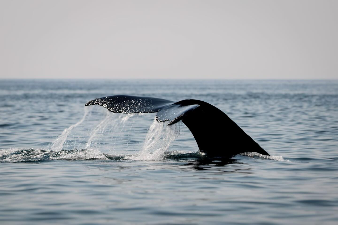 Always a treat running into our Humpback and Mola Mola pals, even better when they pose for some photos! 🐋 #jaxcharters #fishing #capecod #capecodfishing #stripedbass #starrods #whalewatching #whale #capecodcharters #capecodfishingtrip #ThomasandThomas #ThomasandThomasFlyRods #wearefishing #regulatorboats #fishshimano #cortland #cortlandline #yamahaoutboards #garminmarine #onthewater #onthewatermagazine
#mauijimsunglasses @regulatormarine @cortlandline @grundens @thomasandthomasflyrods