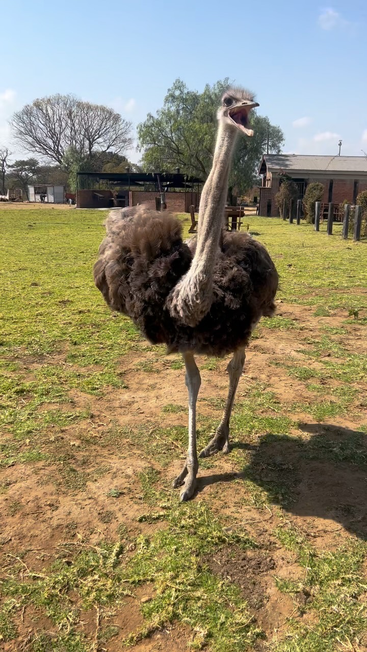 When your safari guide has feathers and a foot fetish. This feathered friend showed us where to grab our coffee after which we thanked him by giving him some snacks, and then he nearly made a meal of my toes! 🦶☕🦢 Who knew ostriches had so much personality? Underrated, hilarious, and oddly charming! @sanch.b #IsithombeSafaris #OstrichVibes #SafariLife #ToeTastingTourGuide
#safarimagic #zimbabwe