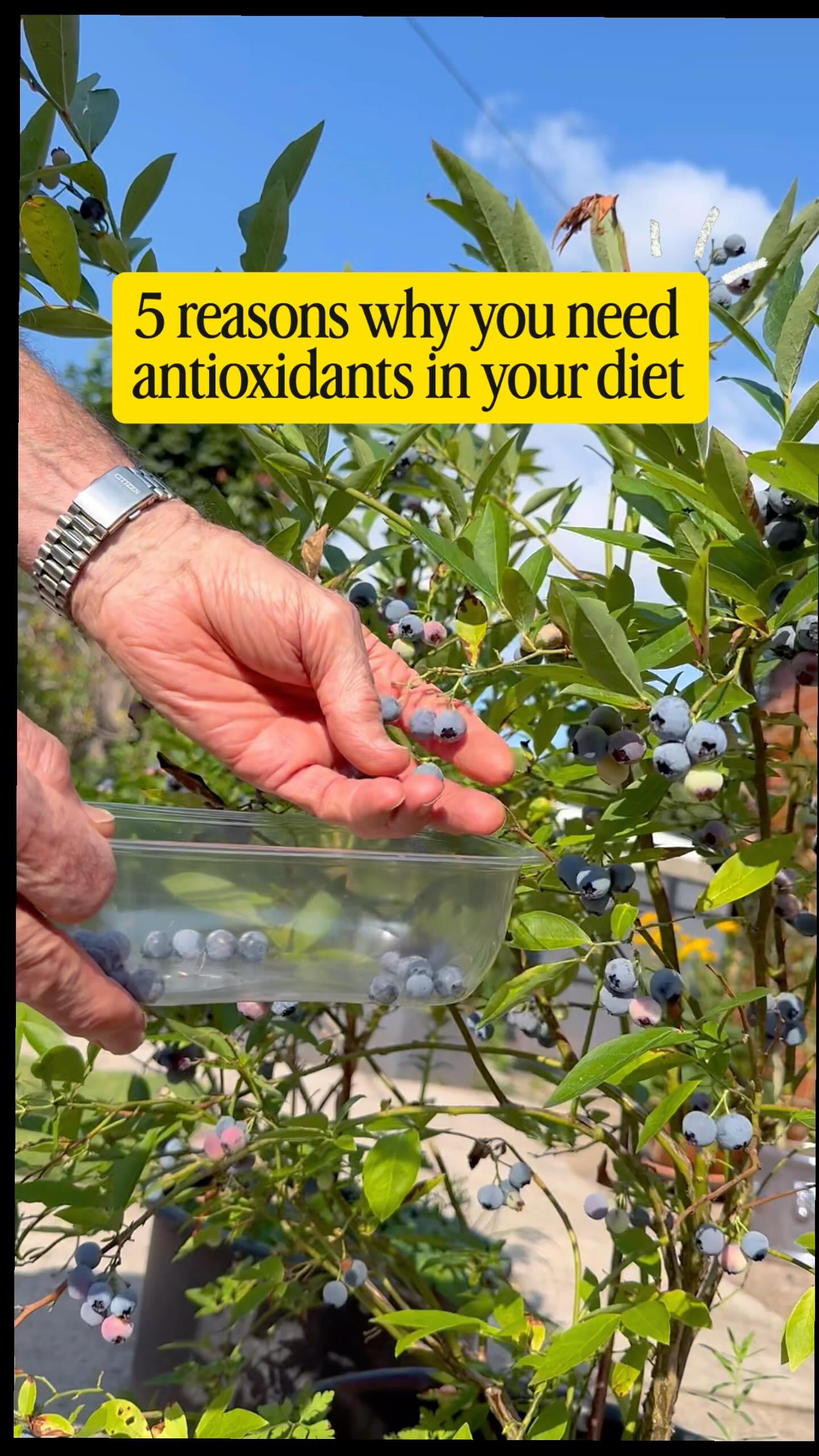 Antioxidants✨you’ve heard of them, but they actually do for us? Here’s five incredible functions of antioxidants and why we need them so much in our diet:
🛡️Skin protection and anti-aging Support🛡️
Antioxidants such as vitamin C and beta-carotene help protect against UV-induced damage, and vitamin C is essential for collagen synthesis.
🧠Brain health and cognitive function🧠
Oxidative stress contributes to neurodegeneration. Antioxidants like vitamin E, flavonoids, and curcumin have shown potential neuroprotective effects in both animal models and human studies.
🍷Liver function and detoxification🍷
The liver uses glutathione, a key antioxidant, in phase II detoxification. Its levels are influenced by diet (e.g., sulfur-rich foods, NAC supplementation).
👁️Protect and improve eye health👁️
Lutein and zeaxanthin, found in leafy greens, accumulate in the retina and are associated with a reduced risk of age-related macular degeneration (AMD).
👟Exercise recovery👟
Strenuous exercise increases oxidative stress. While some antioxidants may help reduce post-exercise muscle damage, excessive supplementation can blunt beneficial adaptations—so balance is key.
How can I eat more antioxidant rich food? I hear you ask. = Diverse, colorful fresh plants will give you broad antioxidant coverage. Whole plant foods provide a wide range of phytochemicals and micronutrients with antioxidant properties, working synergistically to support health.
Follow for more health and nutrition tips 🤘🏼
#nrgnutrition #homegrown #eatwellbewell #antioxidants #blueberries #healthyeatingtips