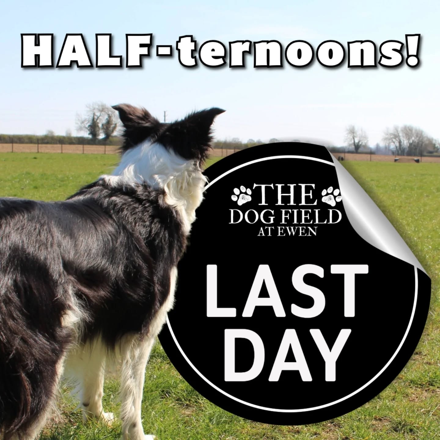 Today is our last day of Half-ternoons! Thank you so much for all of you that visited!
We have a few slots left today so your last chance to grab a deal!
We hope to run the deal again in the future so keep you eyes peeled 👀!
#DogFieldEwen #dogwalking #dogwalk #BestinFieldEwen