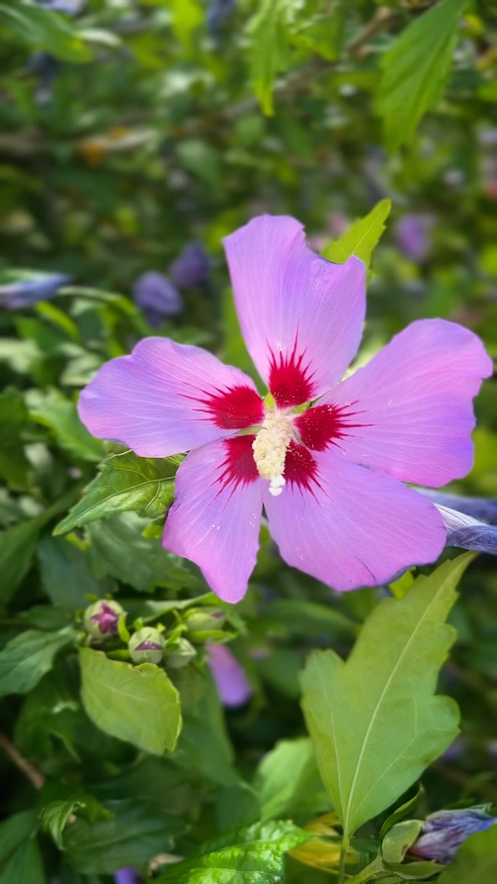 Donde el arte y la naturaleza se encuentran…
Una nueva etapa creativa está por comenzar 🌱✨
Muy pronto, desde un rincón tropical del mundo. ¿A dónde voy?
#creativelife #creativity #art #colorful