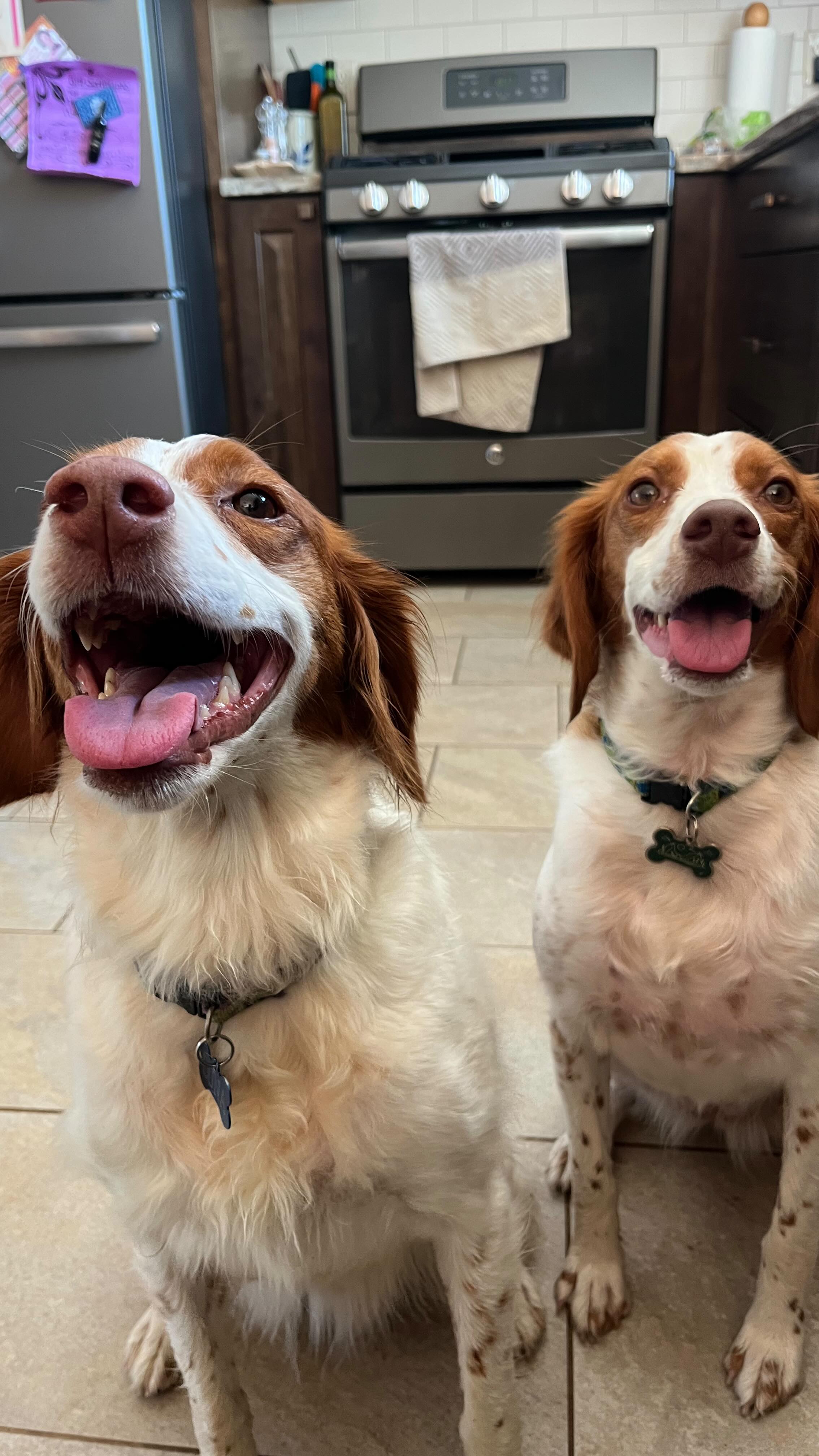 Luna and Birdie have an unmatched desire to explore the great outdoors! Also Luna likes to poke me in the boot with her nose to get me to the door faster - smarty pants!
#Britneyspaniel #luna #birdie #springerspaniel #thegreatoutdoors #blondeshavemorefun