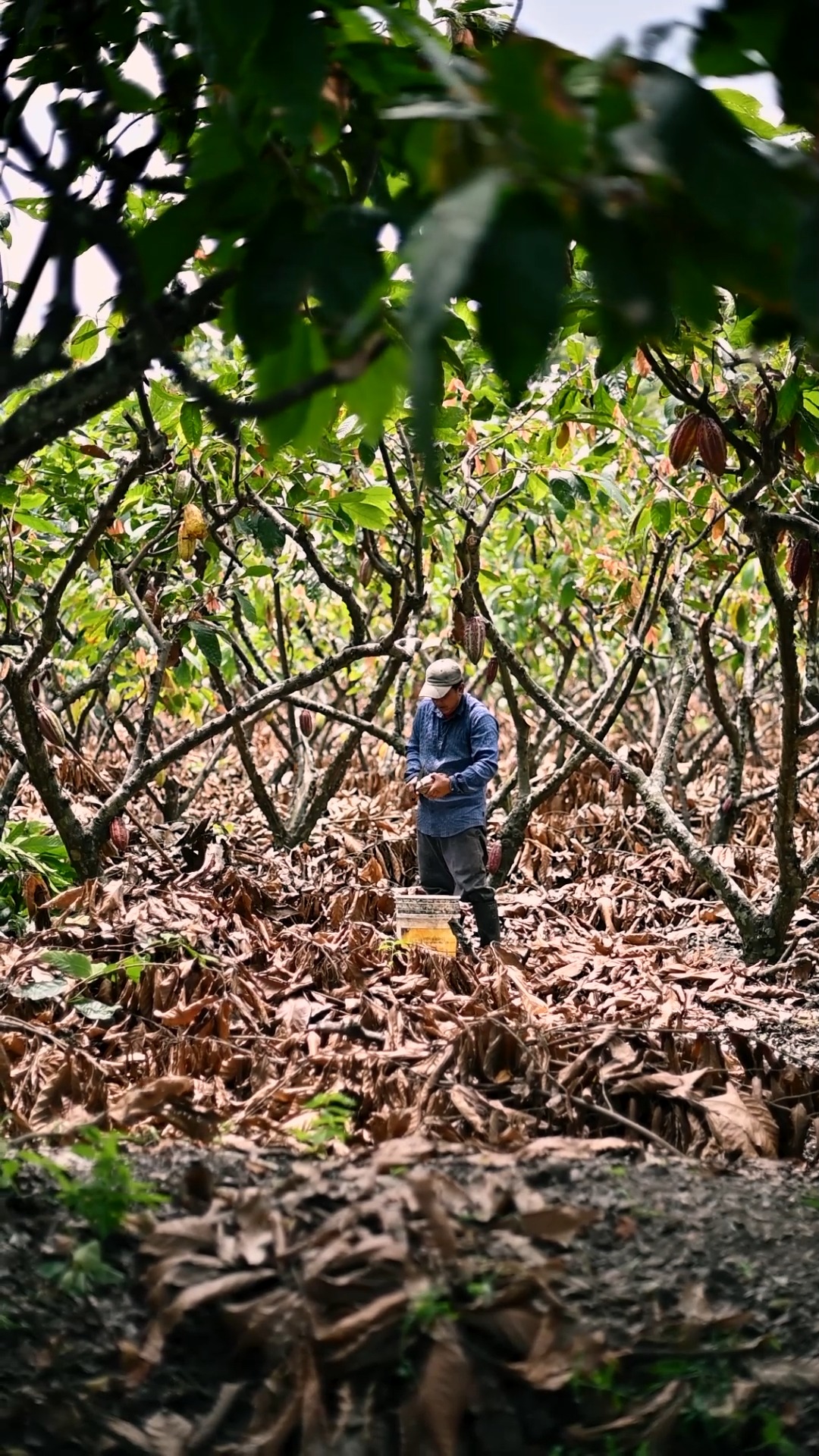 From tree to bean, this is where it all begins. ππ»
Our single estate cacao is grown, harvested, and crafted with care in Ecuador. π±
#Cacaobeans #ecuadoriancacao #TreeToBean #SingleEstateCacao #EcuadorCacao #CacaoHarvest