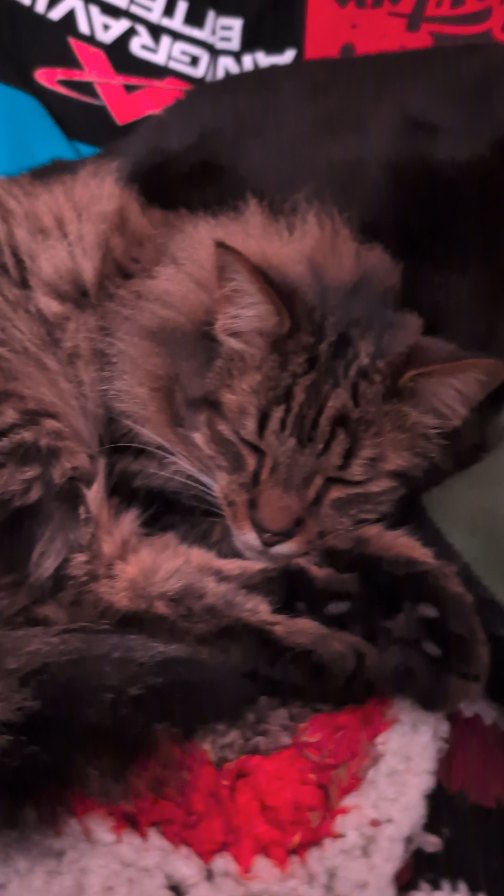 That cat life ๐ฑ
Best worst coworkers ever ๐๐
#Cats #Cat #Catlife #Snooze #Coworker #Lazy #Friday #FridayVibes #Vibe #Mood #Bonded