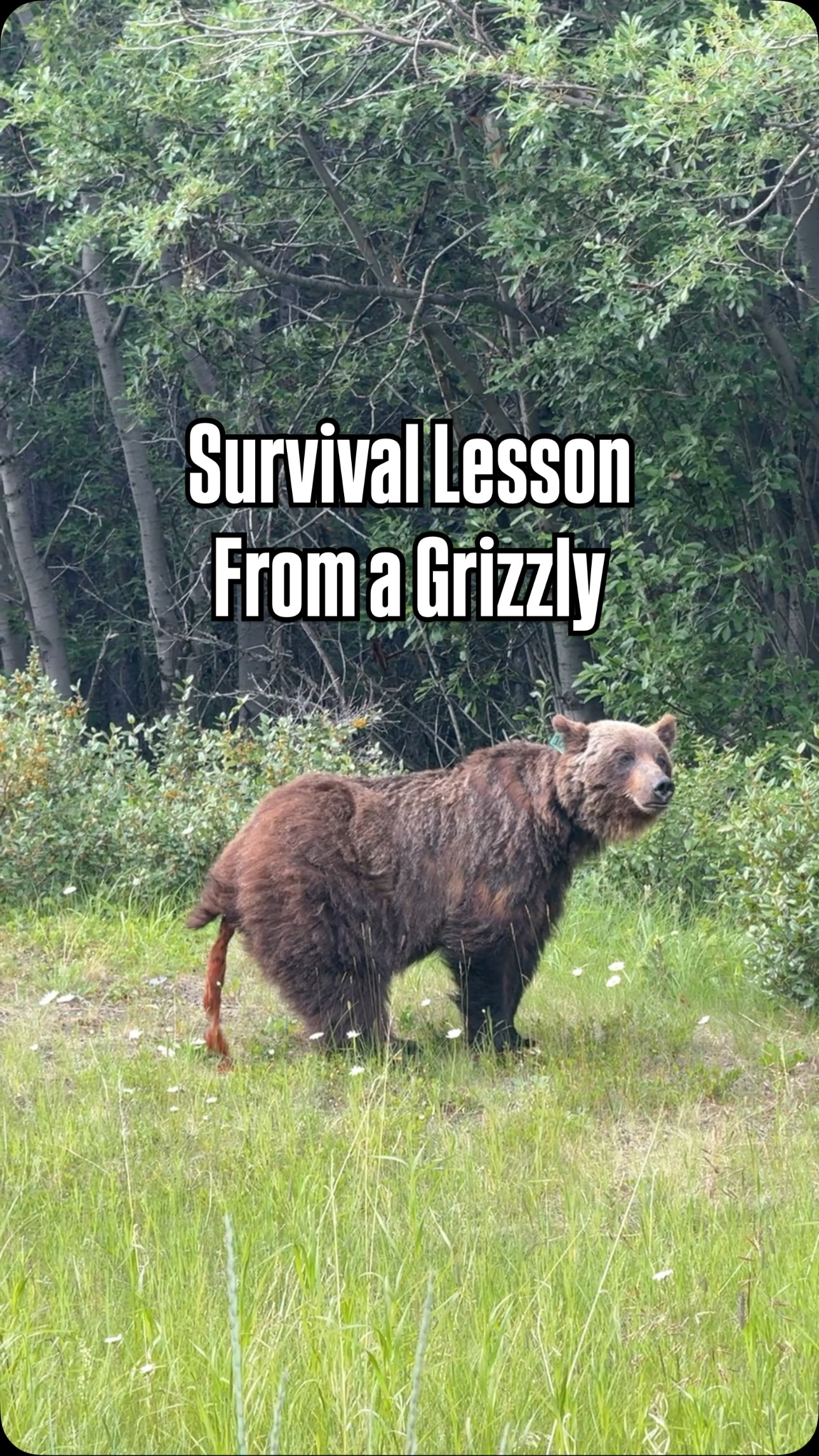 A masterclass in wilderness etiquette... or maybe not? Nature calls… but how do you answer?!💩
While this sows method might not be textbook, it’s a great reminder of a vital survival lesson: choose a latrine site well away from your camp and food sources. This prevents attracting wildlife with scents and keeps your living area sanitary.
Want to learn more about safe animal encounters and wilderness survival? Join our community!
#survivaltips #grizzlybear #canada #wildlife #wildlifeawareness #safety #wildlifeencounters #wildlifesafety #camping #campinglife #outdooreducation #outdoor #outdoorsafety #survival #wilderness #naturecalls #natureiswild #wildtv