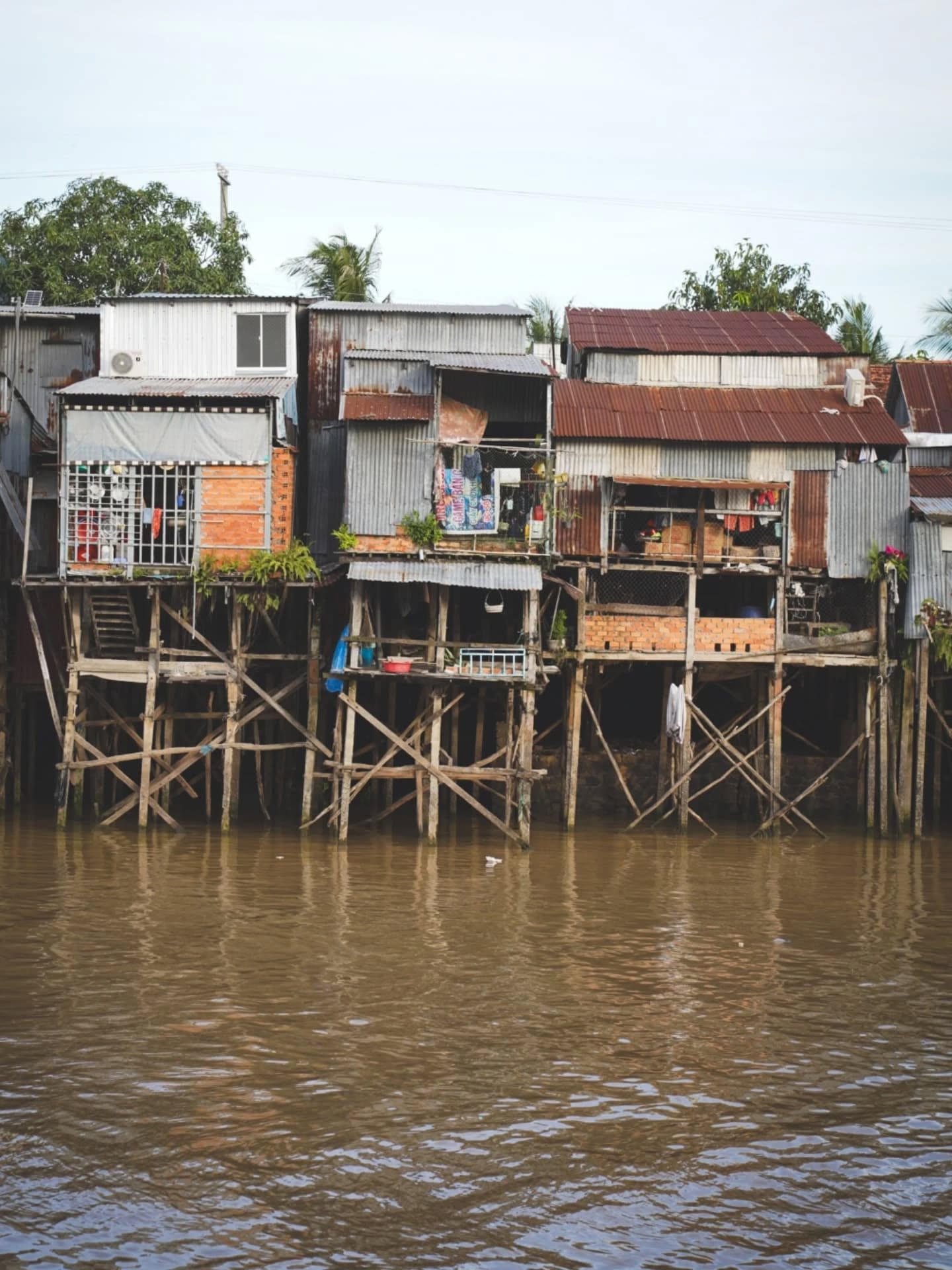 Nothing but calm and beauty
Where, after a journey of almost 5,000 km through 4 different countries, the majestic Mekong River flows into the waters of the South China Sea.
In this delta, the river divides into "9 dragons". Many small streams and canals feed a fertile plain. Tropical fruits and multicolored flowers grow here in abundance.
And I pedal through this Eden on earth. From bridge to bridge, from ferry to ferry... I'm loving it.
_______
De la douceur. Rien que de la douceur
Là où après une course de presque 5000 km en abreuvant 4 pays différents, le majestueux fleuve Mékong se jete dans les eaux de la mer de Chine méridionale.
Dans ce delta, le fleuve se divise en "9 dragons". Autant de petits ruisseaux et de nombreux canaux qui nourrissent une plaine fertile. Les fruits tropicaux et les fleurs multicolores y poussent à foison.
Et moi je pédale dans cet Eden terrestre. De pont en pont, de bateau en bateau... Je me régale.