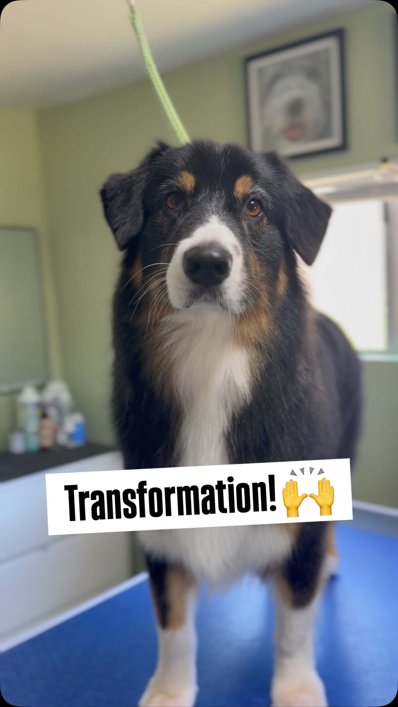 Things are about to get really good ✨
Let’s start with this ear tidy up, it’s amazing how much of a change it makes! Handsome Ozzie is living his best life now.
#australianshepherd #aussielovers #akc #asca #doggrooming #sandiegodoggrooming #australianshepherd_corner #fearfree #lifeisgoingtogetgood #malorygrooms