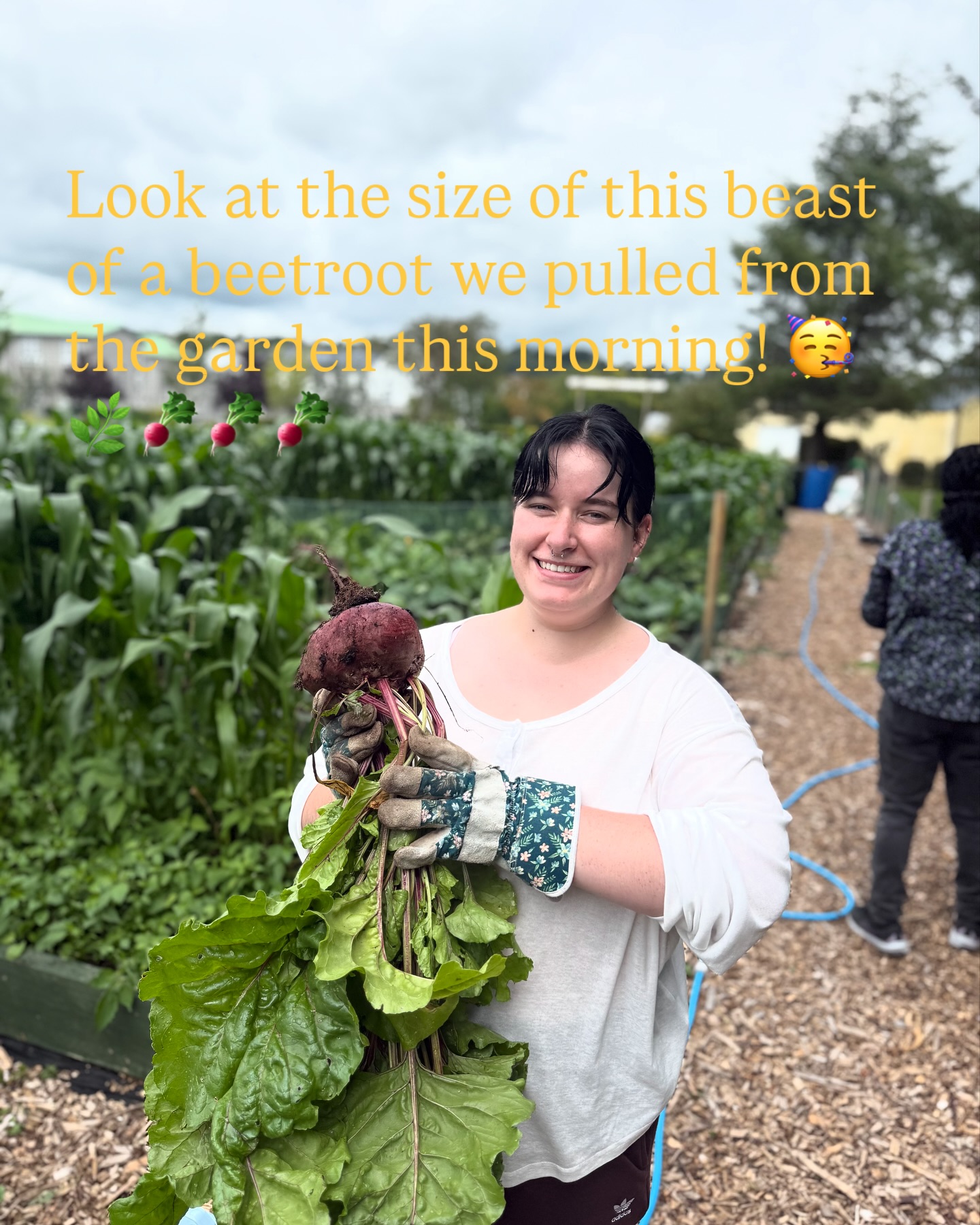 🌞 Fresh from the Earth!
This massive beetroot came out of our garden this morning — grown with love, sunshine, and lots of patience! 💜🌿
Beetroot Fun Facts:
🌱 The ancient Romans used beetroot as an aphrodisiac (yes, really!).
🌱 It contains betaine, a compound that supports liver health.
🌱 The pigment that gives beetroot its rich colour is called betalain, a powerful anti-inflammatory.
Want to try something new with beetroot? Try these:
🥣 Creamy Beetroot Soup
• Sauté onion and garlic in olive oil.
• Add chopped beetroot, carrots, and veggie stock.
• Simmer until soft, then blend until smooth.
• Stir in a swirl of cream or coconut milk.
🥬 Beetroot Hummus
• Blend 1 cooked beetroot with 1 can chickpeas, 1 garlic clove, tahini, lemon juice, and olive oil.
• Beautifully pink and delicious on toast, wraps, or as a dip.
There’s something deeply satisfying about growing your own food 🌍💚
