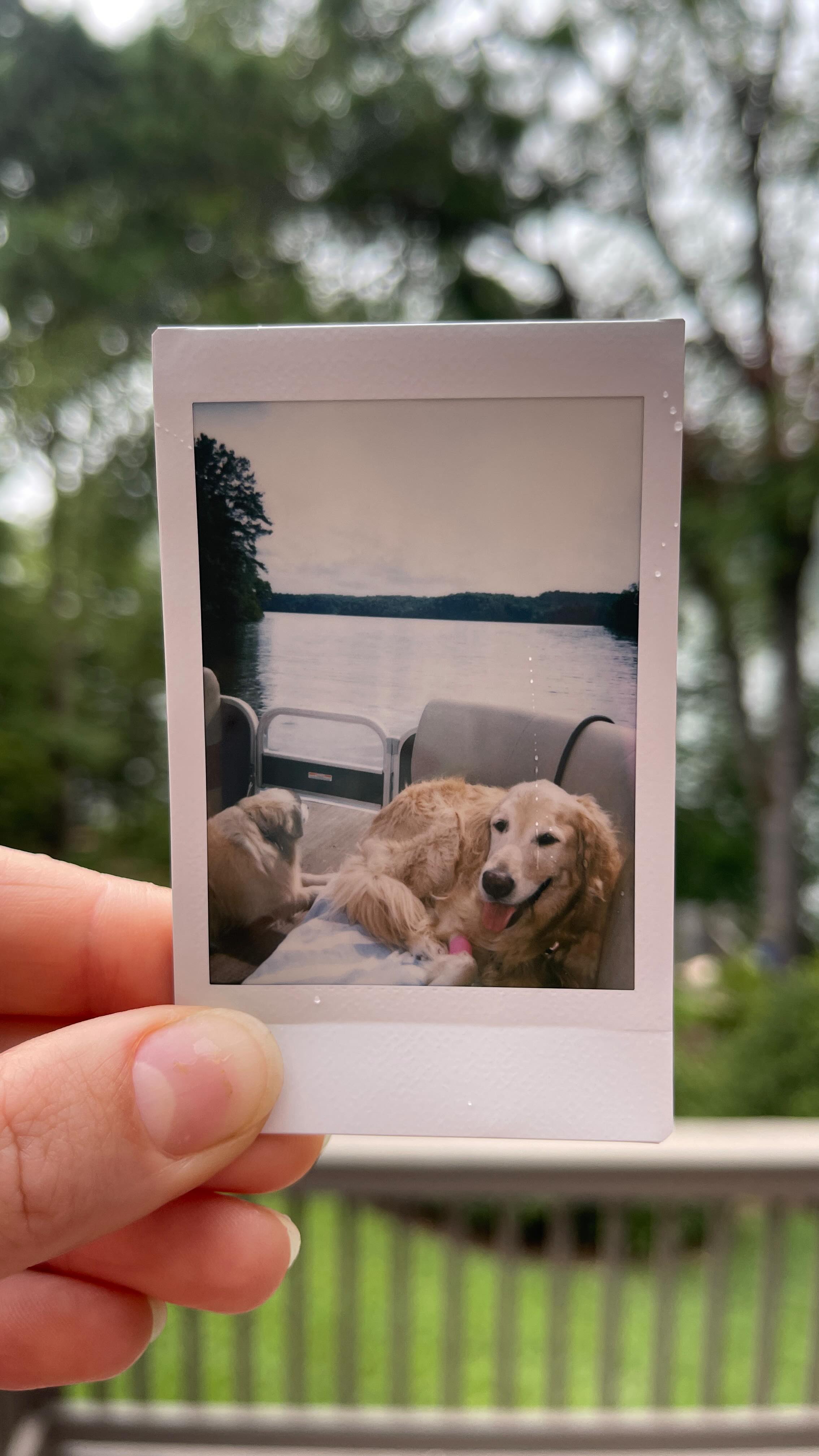 One year without our Shuggie 🤍
Lottie may be my girl, but to the whole Jager fam, Shug’s our bestest girl. She will always be a special one.
Happy b’day, Shuggie Boogie 🤍
Sugar Jordan Jager | 7.29.15-7.29.24