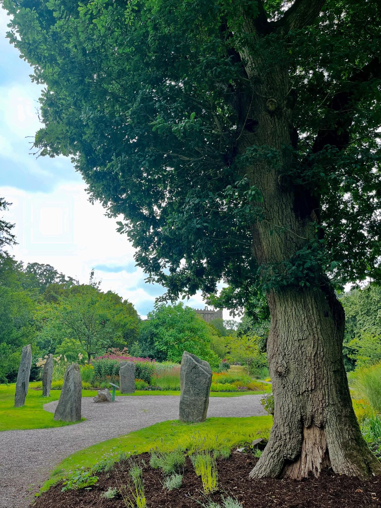 The trees at @blarneycastleandgardens are worth the entry fee alone. We are making the most of our annual pass since we moved to the area over a year ago. #gardensofireland #gianttrees