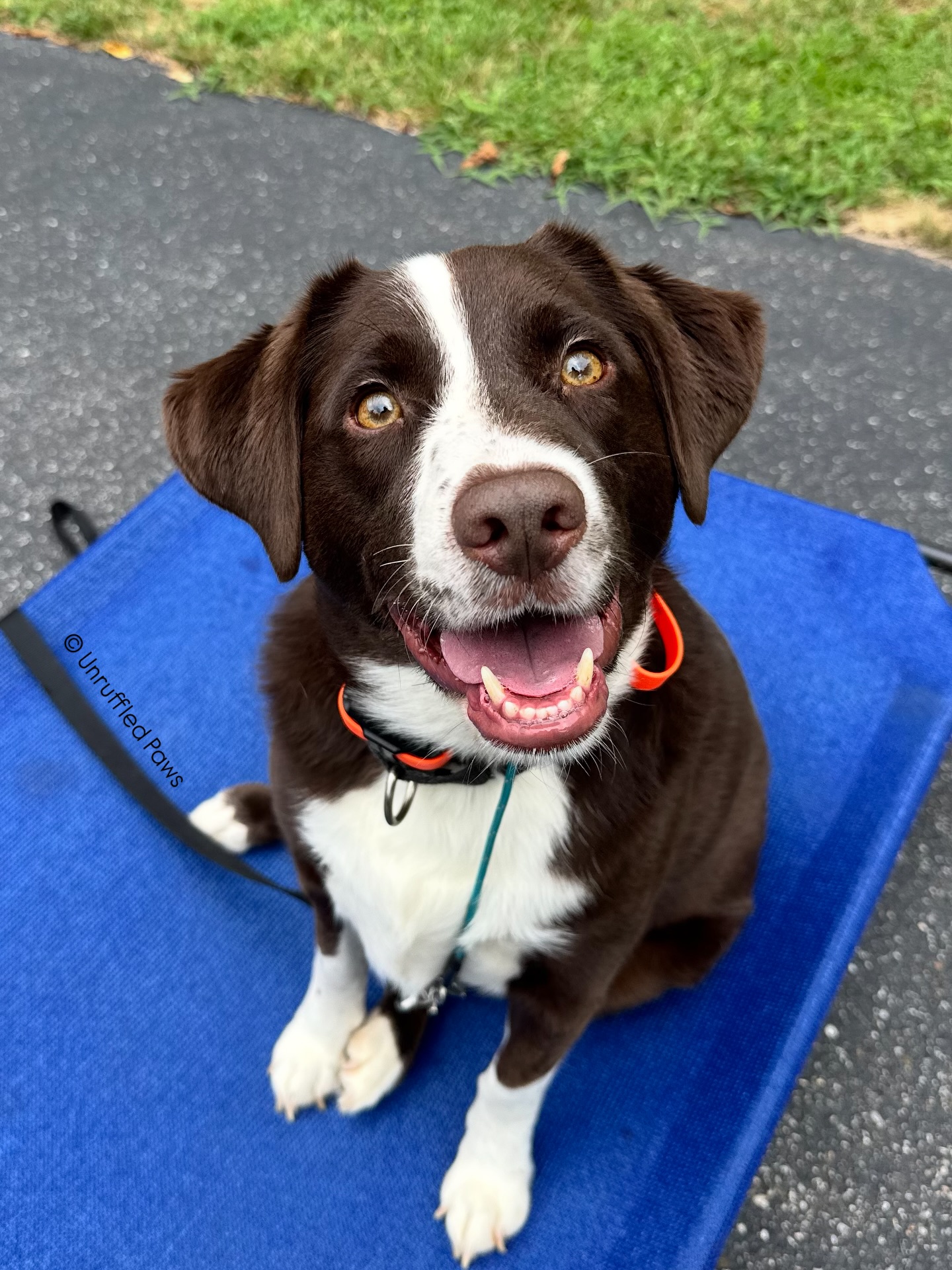 Look at that happy face! Ozzy is absolutely thriving in his intensive rehab board and train program with us. 🐾 His progress has been incredible — we’re seeing a more trustworthy, reliable version of Ozzy each day, and it’s been such a joy to watch him lean into the structure and start having fun with us again.
He’s working hard, smiling big, and proving that with consistency and the right support, dogs can truly shine. 🌟
#UnruffledPaws #BoardAndTrain #RehabTraining #DogTrainingJourney #HappyDogHappyLife #TrustTheProcess #ResilientDogs #WorkingTowardsGreatness #DogTrainerLife