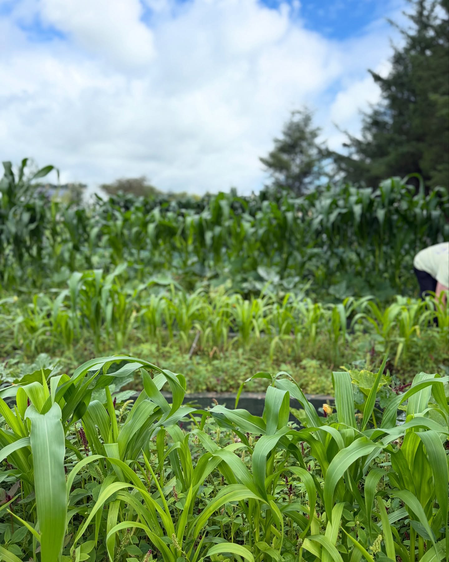 🌱 Garden Life in Full Bloom!
This season has been incredibly rewarding — the garden is thriving with spinach, kale, maize, coriander, pumpkins, and many other fresh vegetables 🌿🌽🎃
From seed to harvest, every step reminds us of the beauty and simplicity of growing our own food. There’s nothing quite like walking out the door and picking what you need for the day’s meals — fresh, organic, and full of life 💚
Grateful for the sunshine, the soil, and the peaceful rhythm of gardening.
#GardenAbundance #HomegrownGoodness #GrowYourOwn #SustainableLiving #VegetableGarden #CorkGardeners #FromSoilToSoul