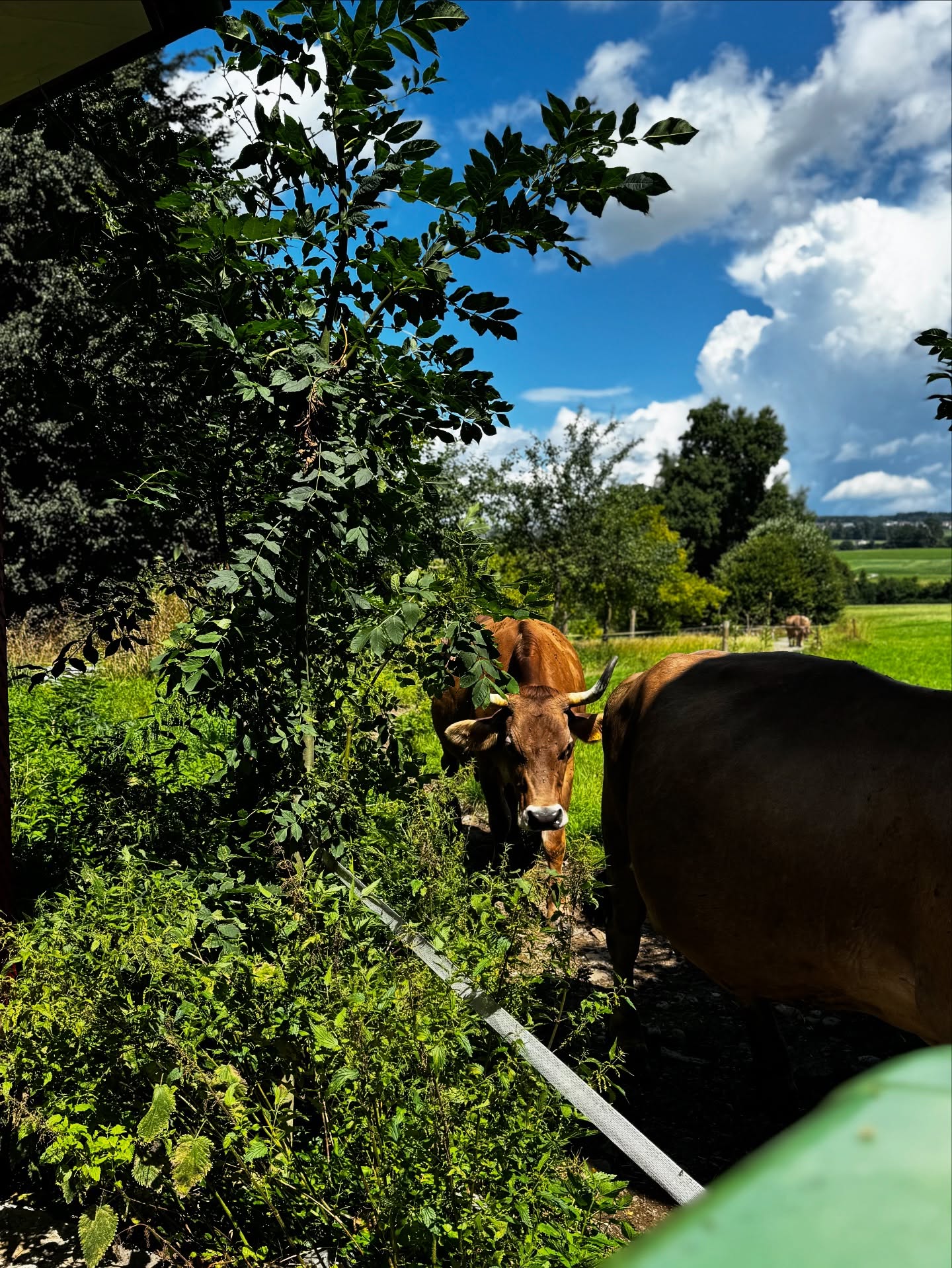Unsere Ladies auf dem Nachhauseweg von der Weide🐮😍
.
.
#weidehaltung #futtervomhof #demeter #hornkühe #hörner #braunvieh #originalbraunvieh #schweiz