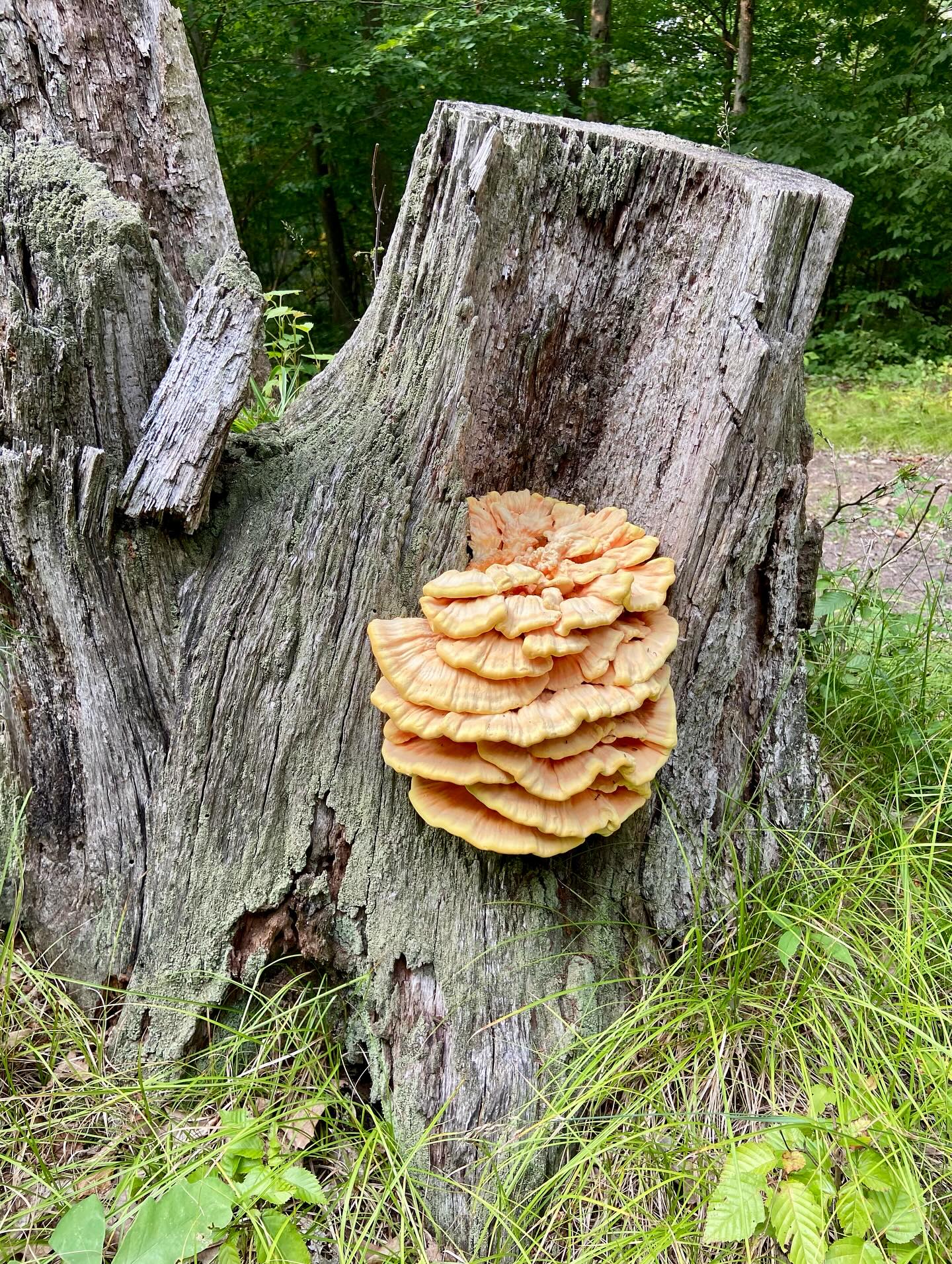 A benefit of working to improve the treacherous hillside… Finding a cow in the woods! AKA Chicken Of the Woods, a delicious wild mushroom that has the texture and flavor of a chicken breast. Peak season is August. Never munch on a hunch! If you don’t know what it is, don’t eat it!!
