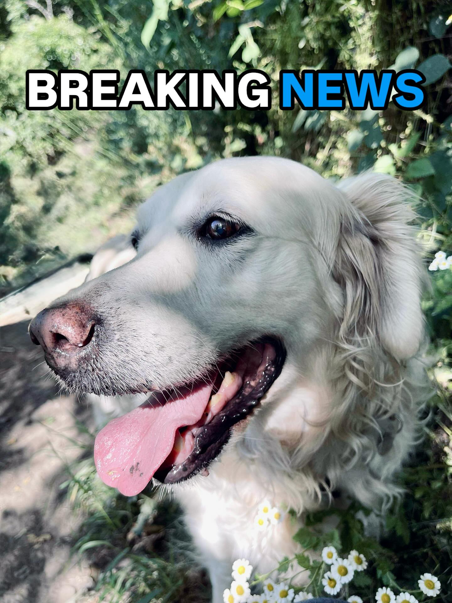 ✨ BREAKING NEWS FROM DOGVILLE ✨
Sources confirm: Dogs everywhere are ditching the couch and demanding a visit to Hegiin’s Private Dog Paddocks!
🚨Why? Because:
• 🌳 Beautiful woodland to zoom in
• 🐕🦺 No awkward dog park politics
• 💩 You get the paddock all to yourself
• 🧼 It’s clean and safe
📅 Just don’t forget to BOOK — the paddocks fill up faster than a Labrador at dinner time.
#PrivateDogPark #ZoomiesApproved #DogVIP #HappyHounds #dogwalking #dog #puppy #doggy #dogpark