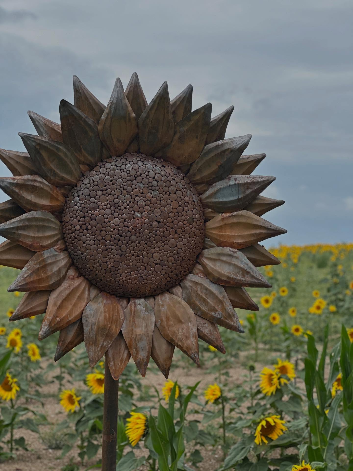 The Sunflower is finished! Just in time to go on display at the years Sunflower Trail @maidencastlefarm Opening on the 1st August 2025!! Make sure you head over and tag us in your photos!!
#sculpture #art #sunflower #design #flower #garden #landscape