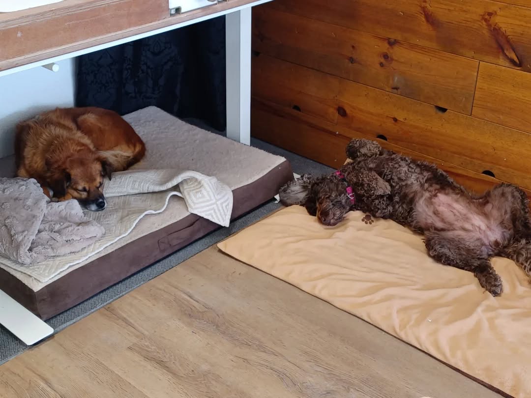 Meine beiden Atelierhundis liegen die ganze Zeit gechillt rum, aber wenn ich sage, dass wir nach Hause gehen, dreht die Meute total durch 😅🥰