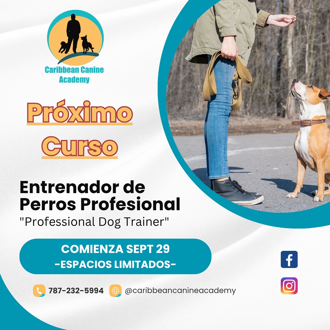 ✦ NUEVA FORMACIÓN INTEGRAL PARA ENTRENADORES DE PERROS
Un camino profesional en el arte del entrenamiento consciente, la comunicación auténtica y el liderazgo desde la presencia.
🌿 Curso rediseñado con nuevos módulos, más prácticas reales y herramientas energéticas y técnicas para expandir tu vocación y tu negocio.
📆 INICIO: 29 de septiembre de 2025
📆 FINALIZA: 27 de mayo de 2026
🕕 HORARIO: LUNES y MIÉRCOLES , de 6:30 PM a 9:00 PM
📍 LUGAR: Caribbean Canine Academy – Carolina, Puerto Rico
✨ Cupos limitados. Si sientes el llamado, este espacio es para ti. Comunícate por WhatsApp al 787-232-5994 o DM