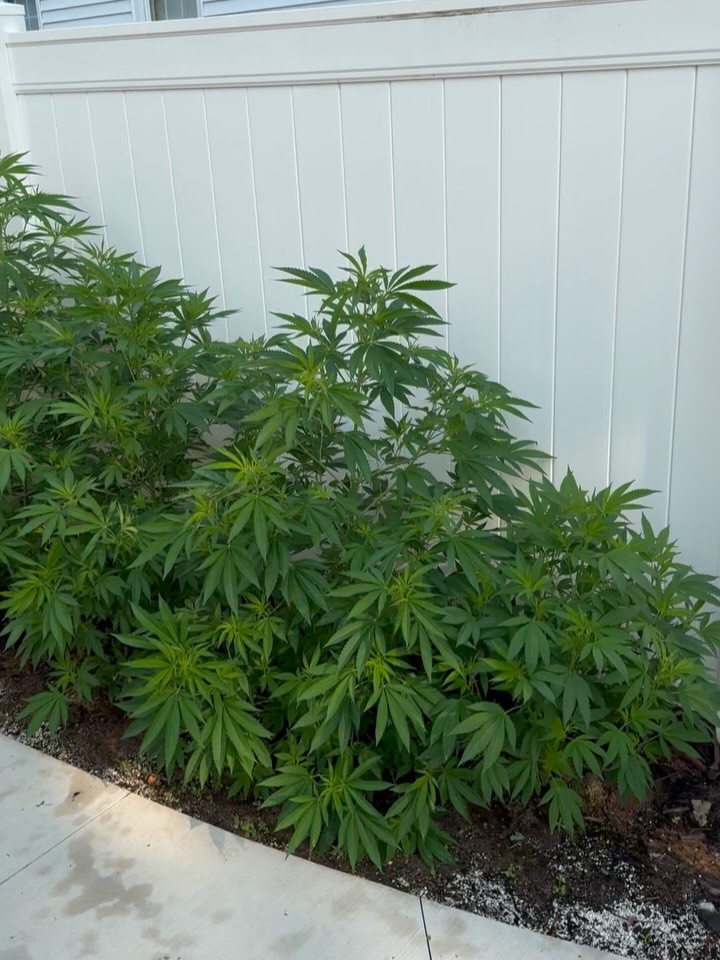 ::::::HERE IS AN UPDATE:::::
How many strains can you count?
That’s how many I’ll be hitting with the 4 Nigerian Sunshine males I wil be using this year!
But only 6 of these will be PUBLIC come December.
The other 14-16 will only be distributed to those with an NFT, and some will also be held back for research purposes and for testing. 🧪
That brings us to our next topic which is this year’s NFT collection! For the Month of August our NFT collection for this year’s breeding project will be 25% off!
Each NFT gaurentees a full pack of EVERYTHING I make this year!
That’s over 220 seeds!!
This is the last year the NFT collection will act as a LIFETIME membership to being apart of Lyrian Labs Round table. The ALIENZ apart of the round table are sent every Lyrian Labs release for free before it goes on sale to the public.
Every NFT comes with with $GRASS tokens and $RESIN tokens, and while we are on the topic…
#XRP Rewards for $GRASS holders have gone up 125% starting this month!
Also if you want the NFT REWARDS but do not have a digital wallet and would like to use USD to pay for NFT rewards this is also an option. ✅
Just wanted to give you all a quick update on what’s been GROWING on!
Much love!!!